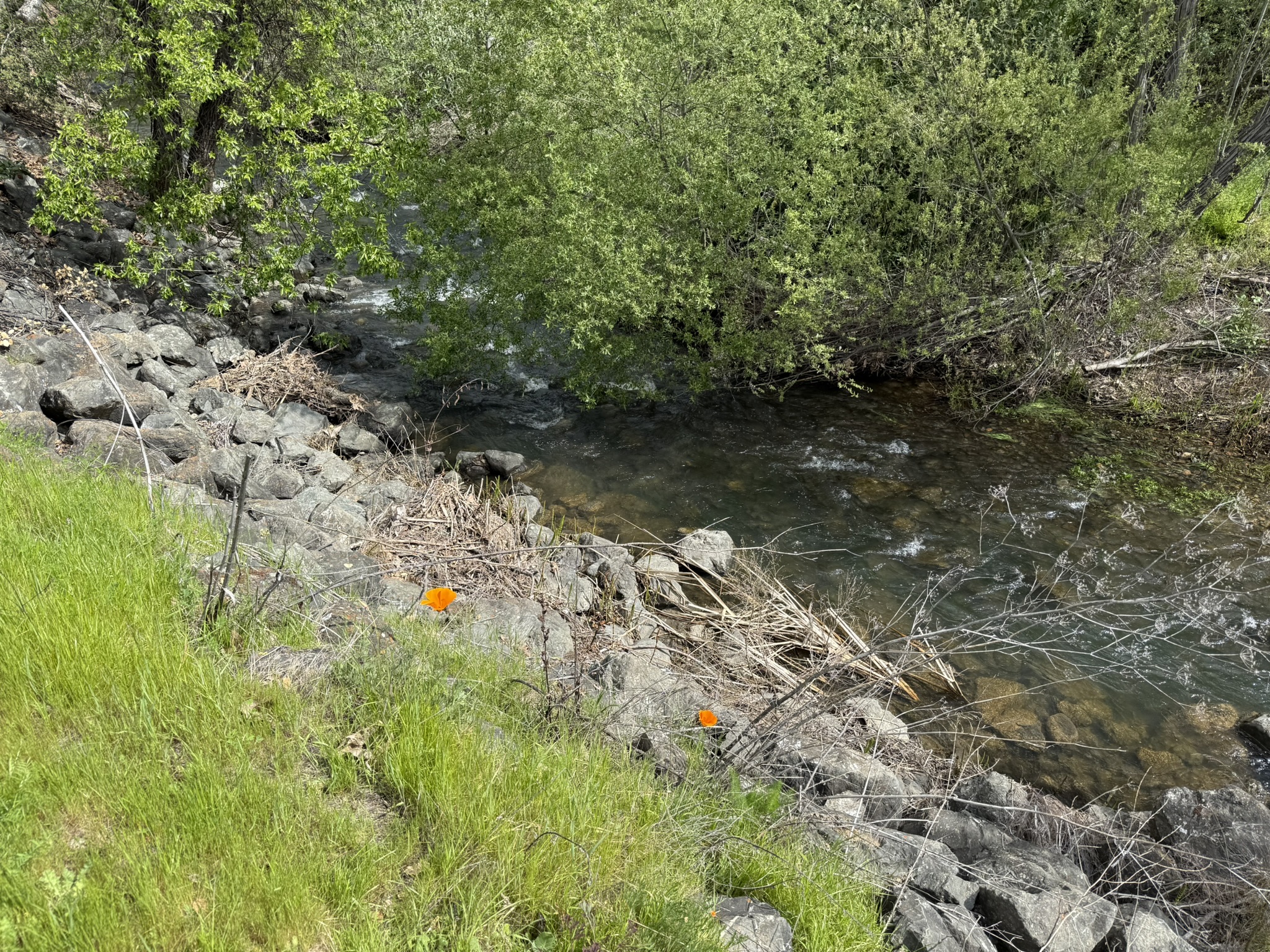 Los Alamitos Creek Trail South