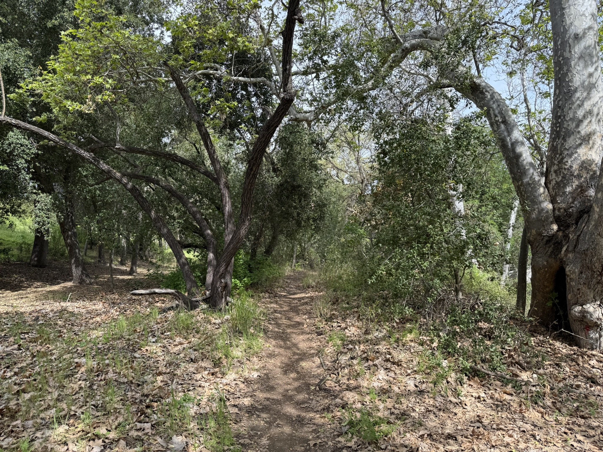 Los Alamitos Creek Trail South