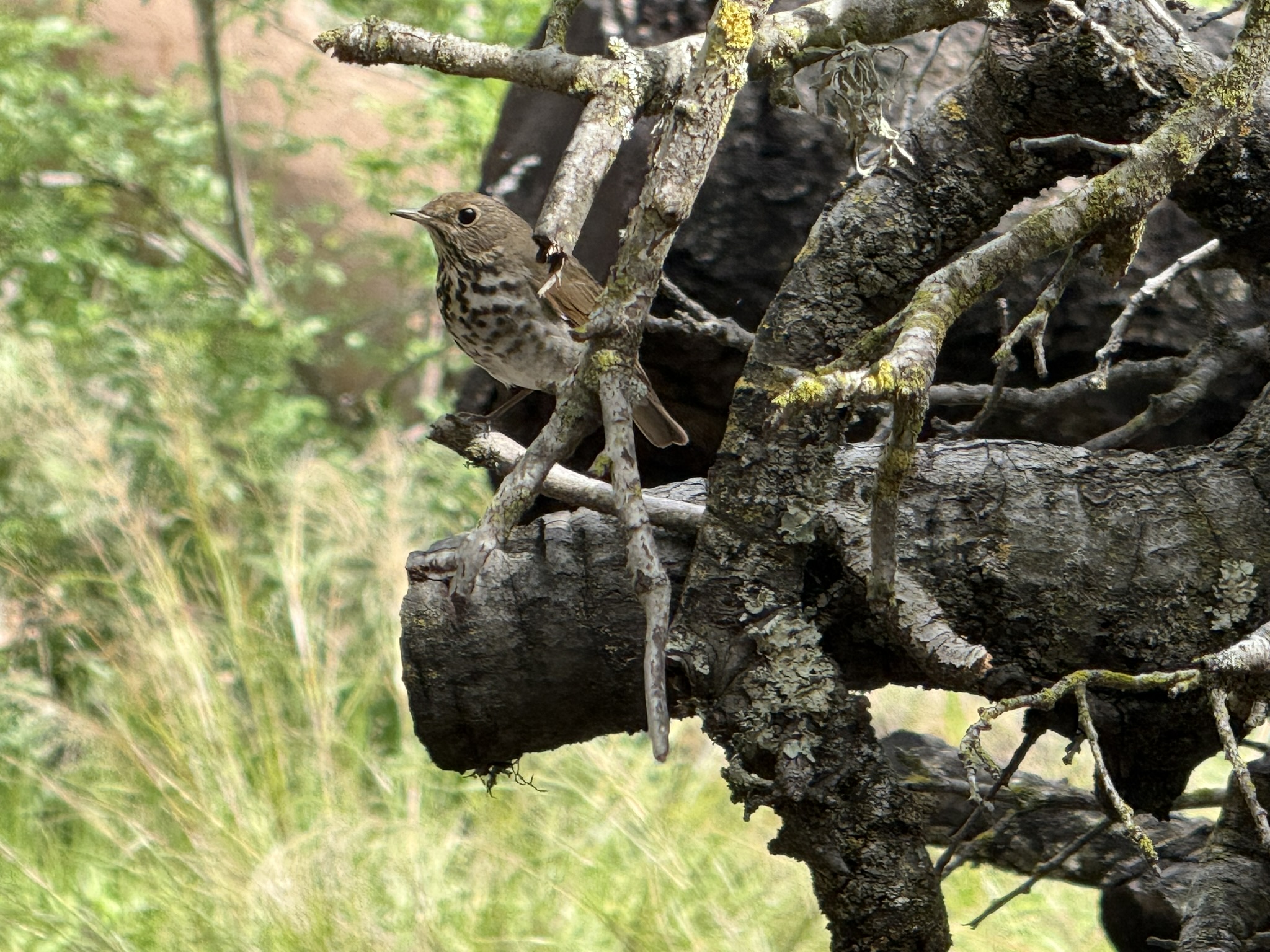 Los Alamitos Creek Trail South
