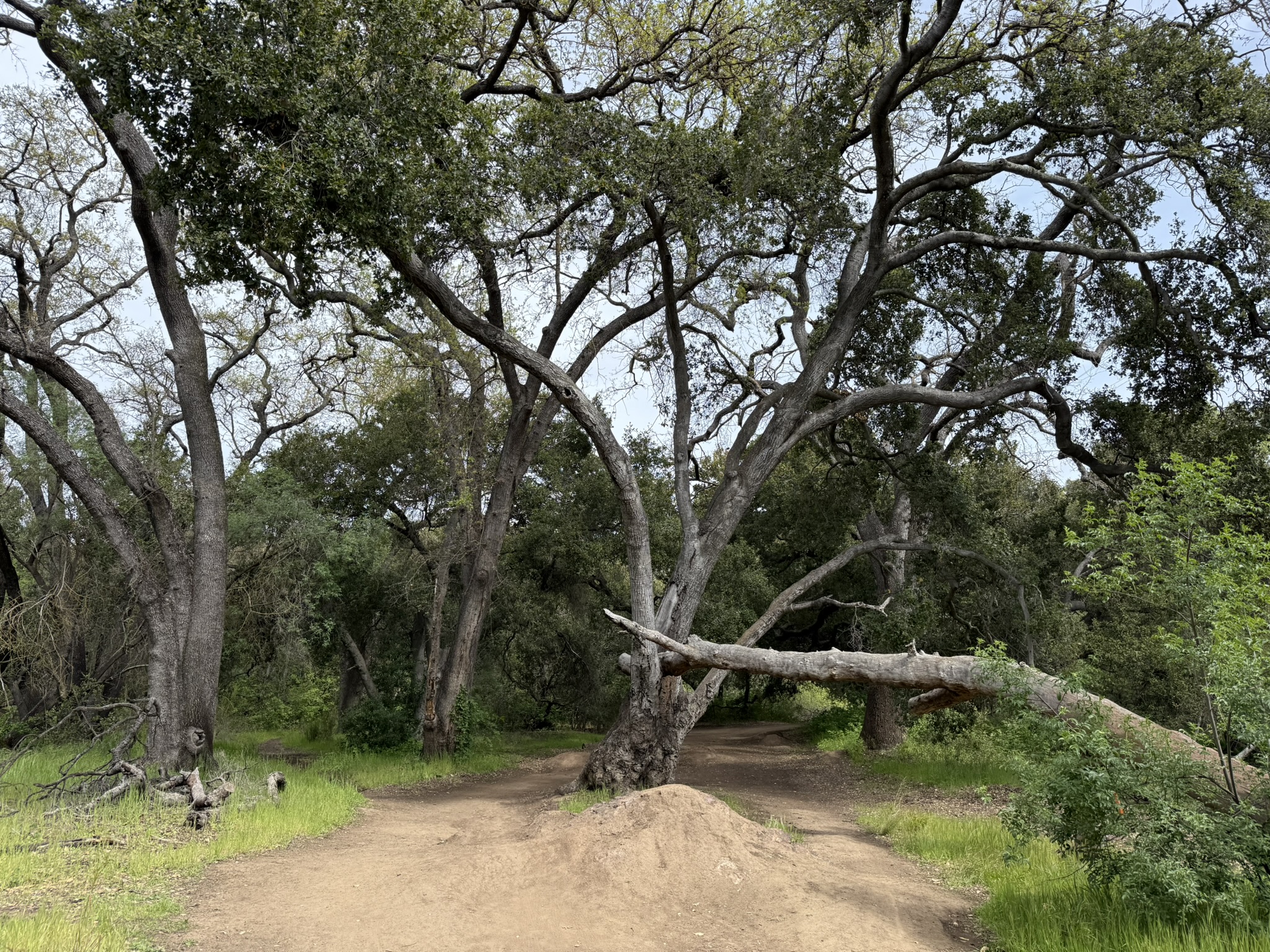 Los Alamitos Creek Trail South