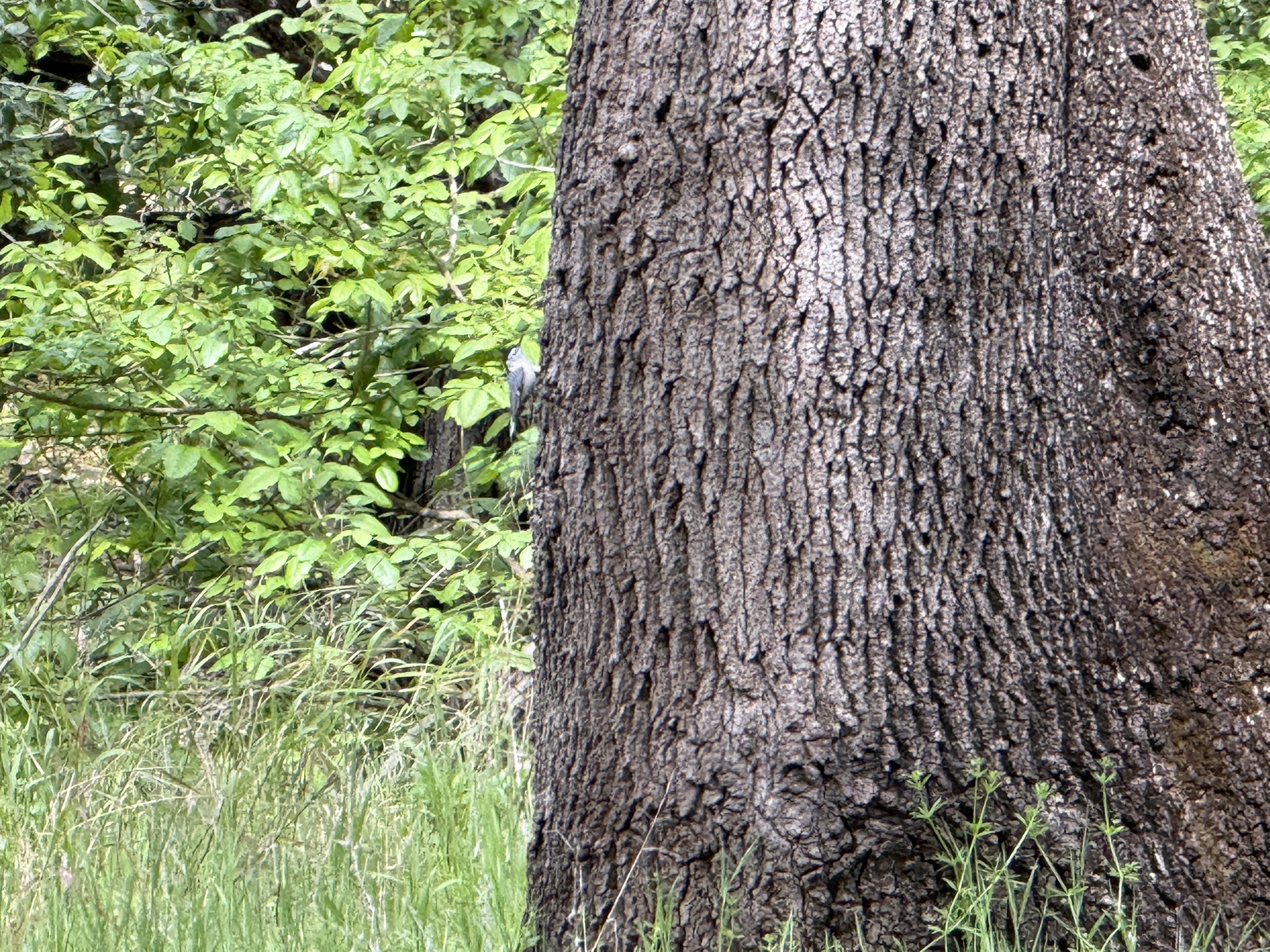 Los Alamitos Creek Trail South