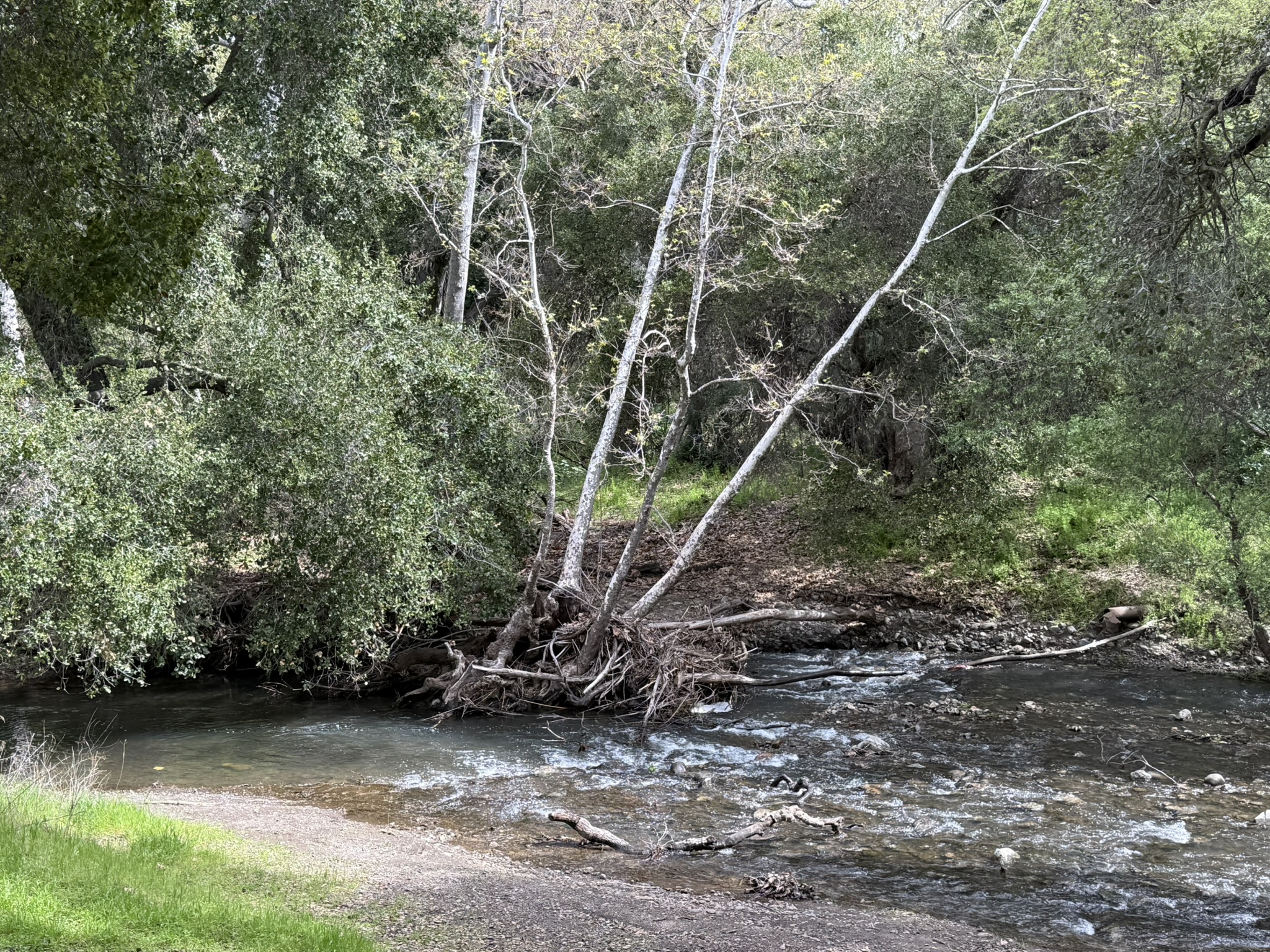 Los Alamitos Creek Trail South