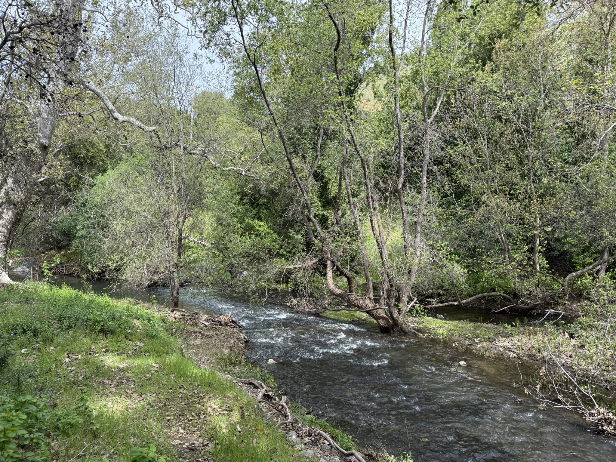 Los Alamitos Creek Trail South
