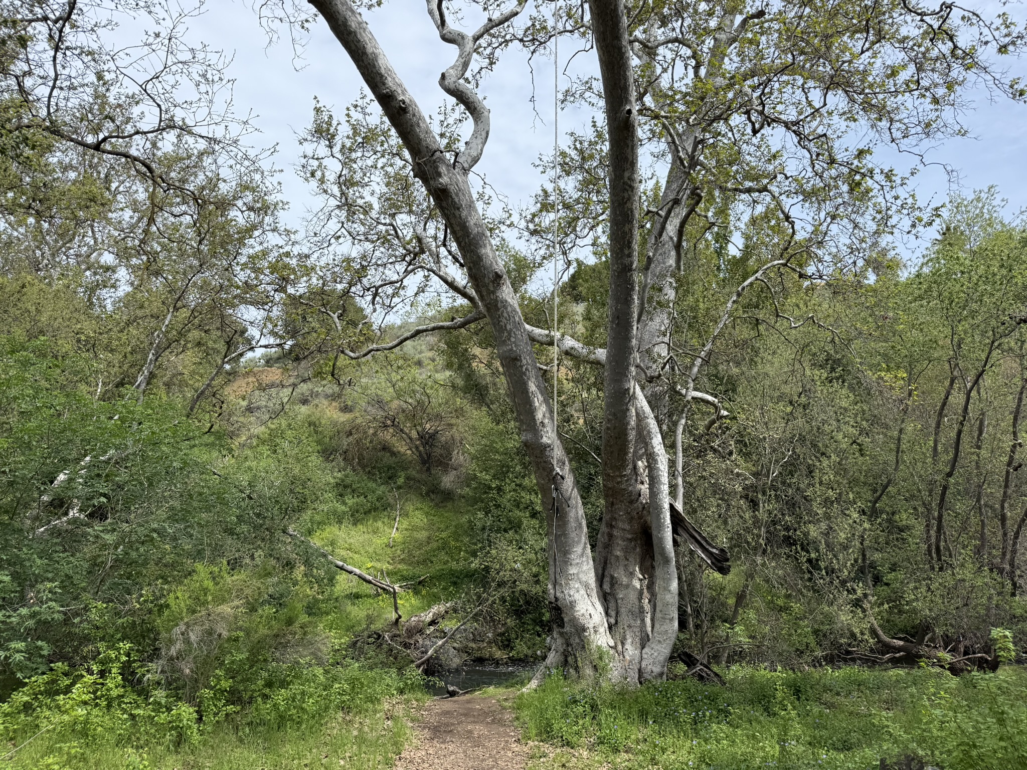 Los Alamitos Creek Trail South