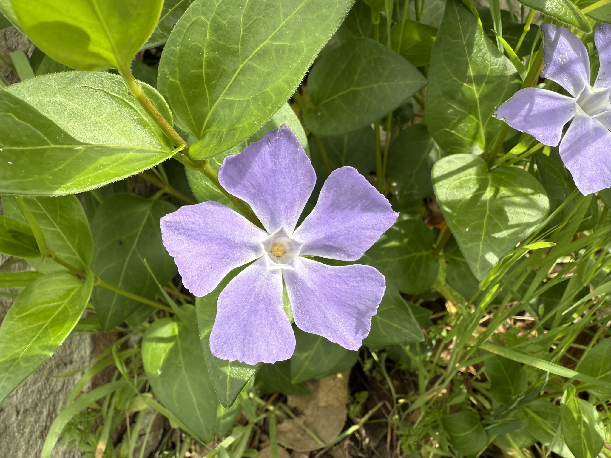 Los Alamitos Creek Trail South