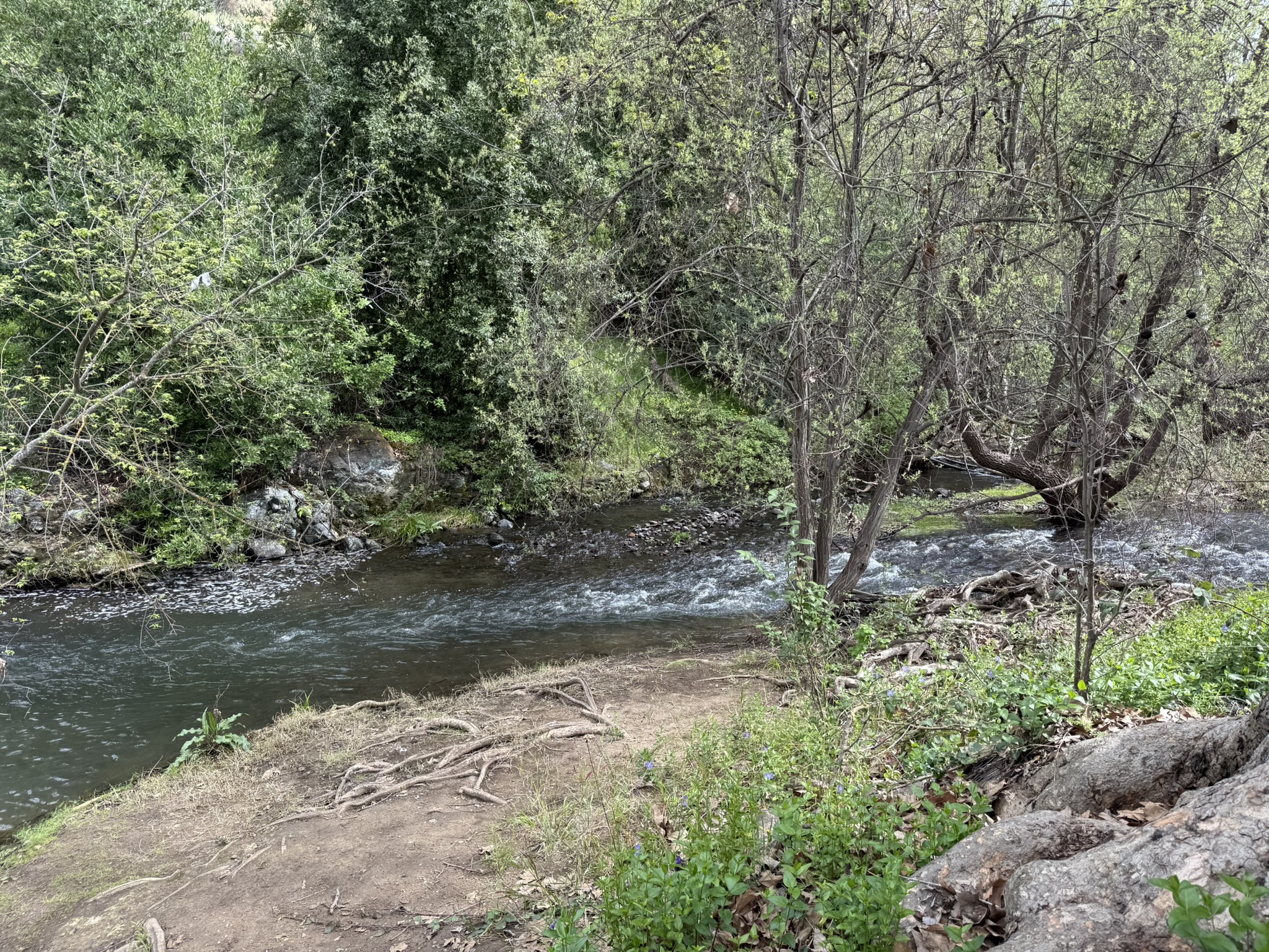 Los Alamitos Creek Trail South