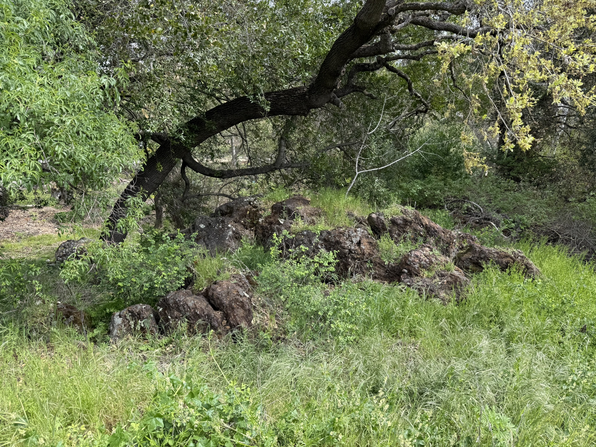 Los Alamitos Creek Trail South