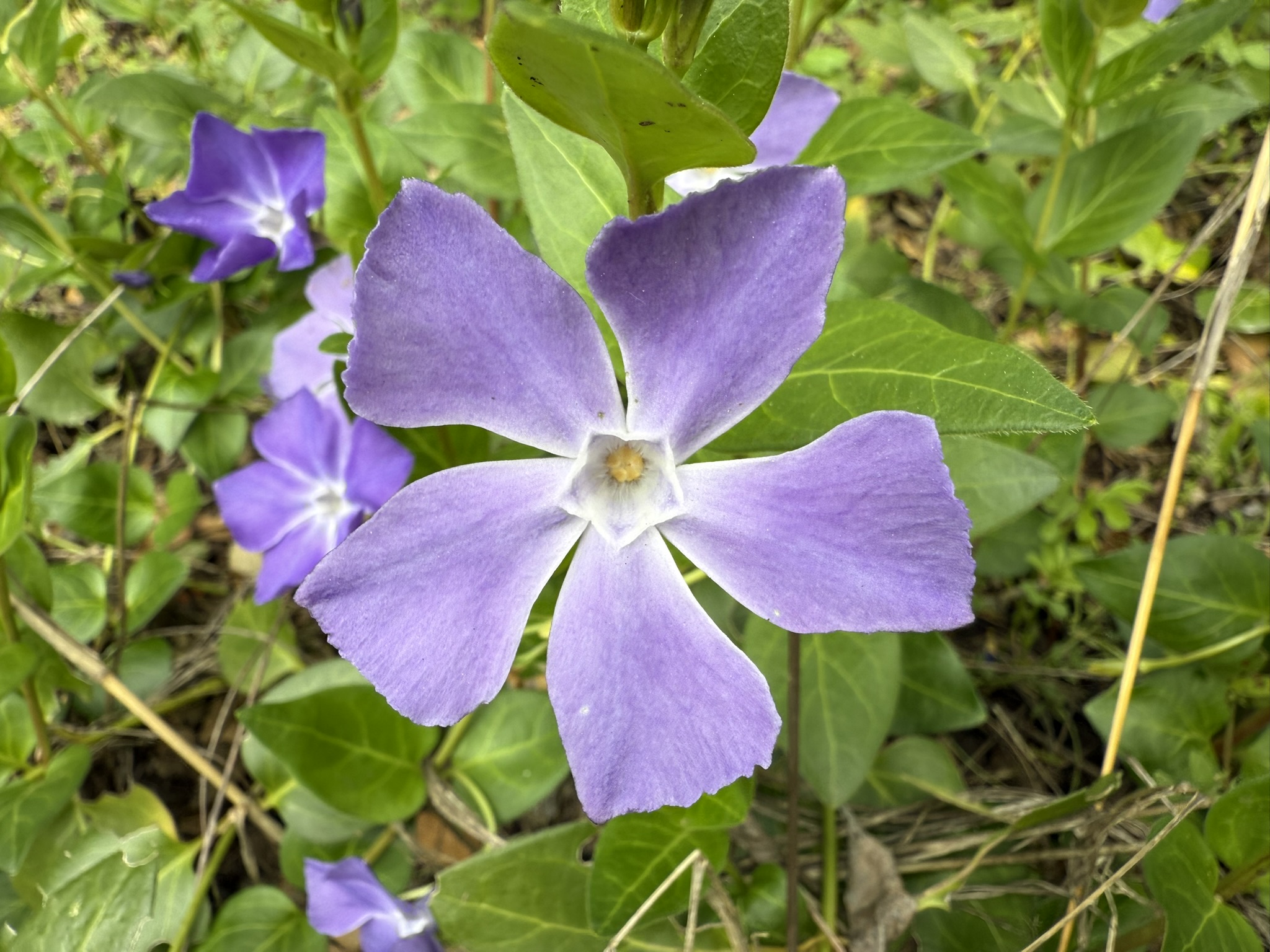 Los Alamitos Creek Trail South