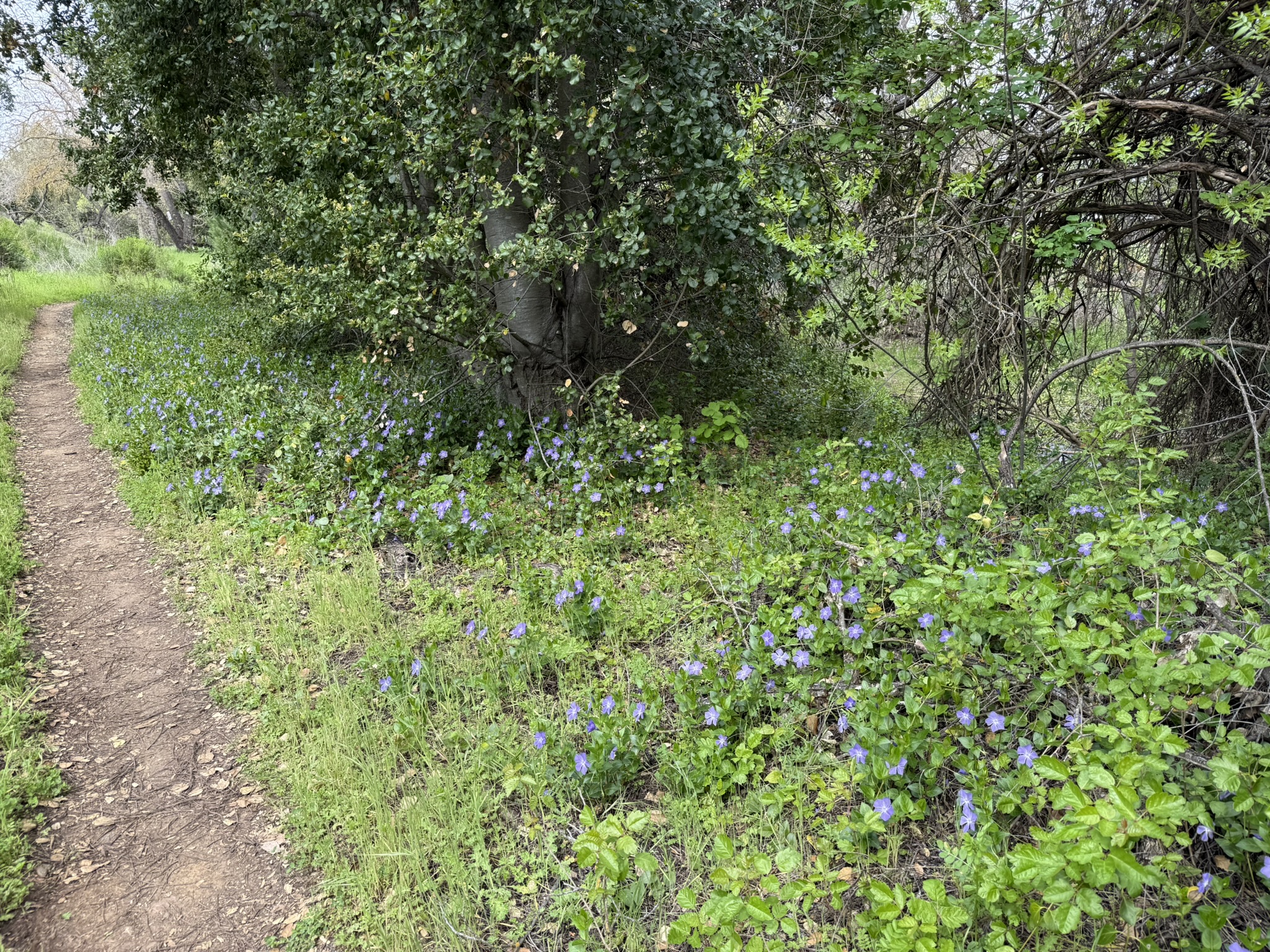Los Alamitos Creek Trail South