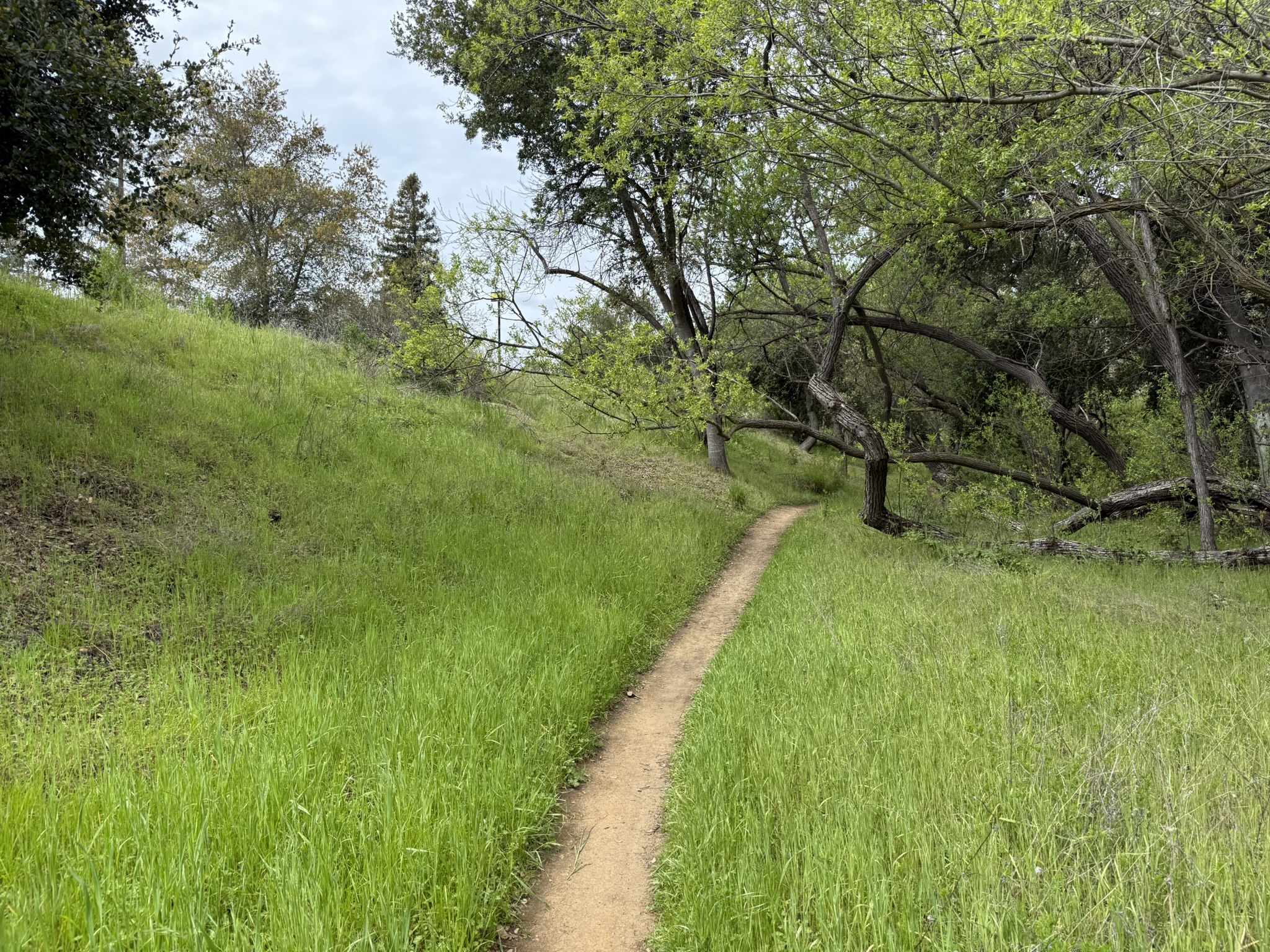 Los Alamitos Creek Trail South