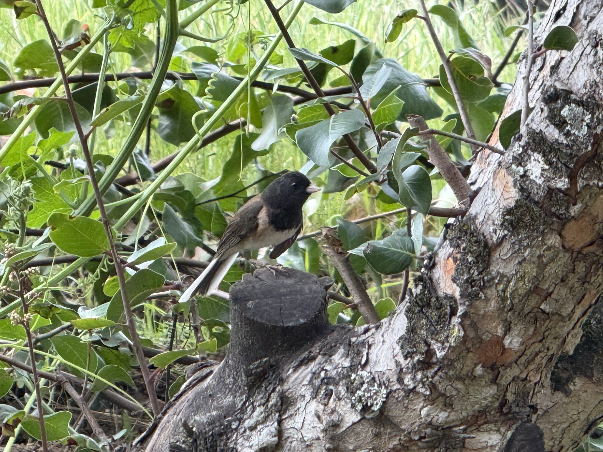 Los Alamitos Creek Trail South