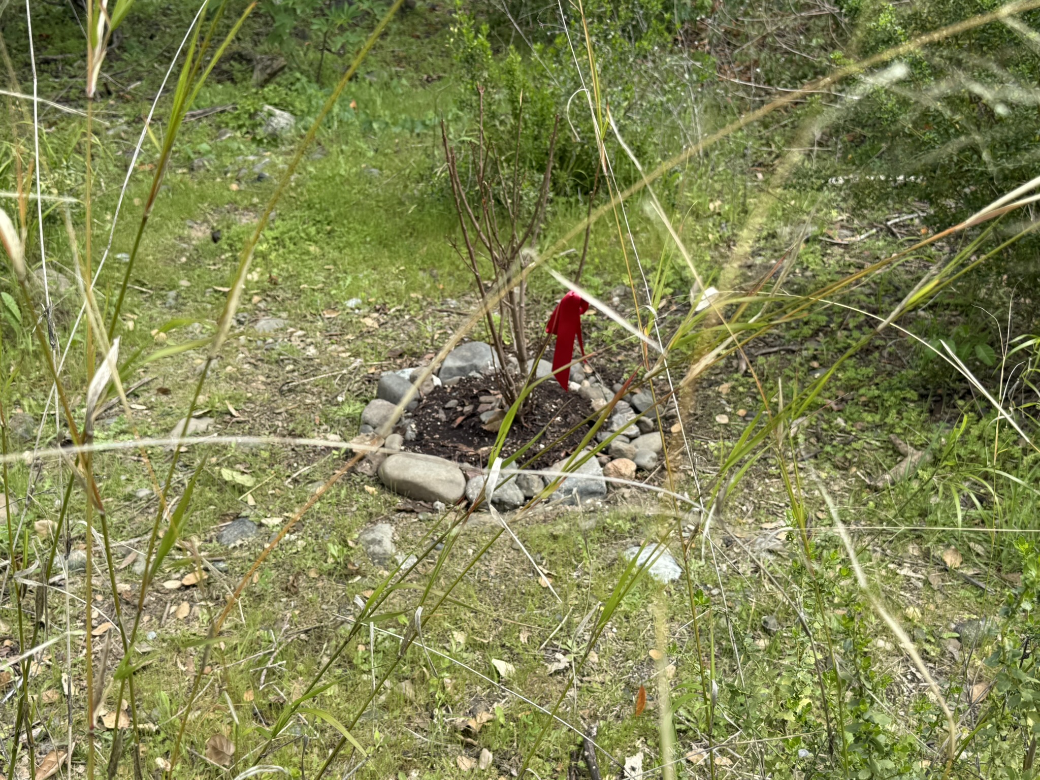 Los Alamitos Creek Trail South