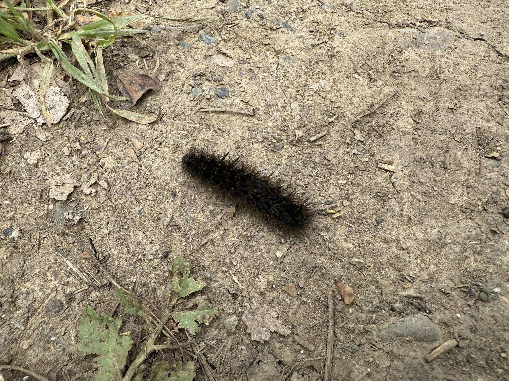 Los Alamitos Creek Trail South