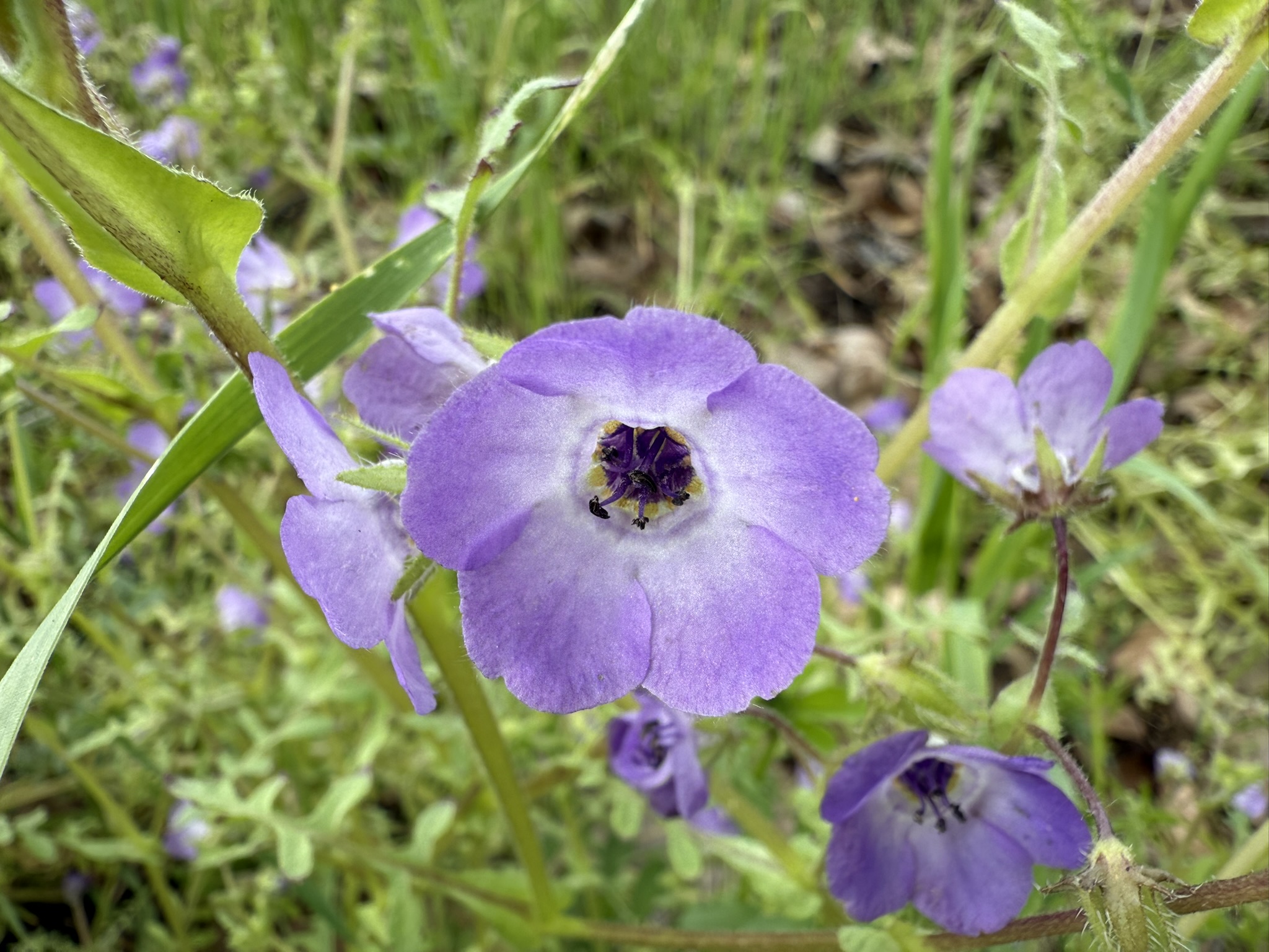 Los Alamitos Creek Trail South