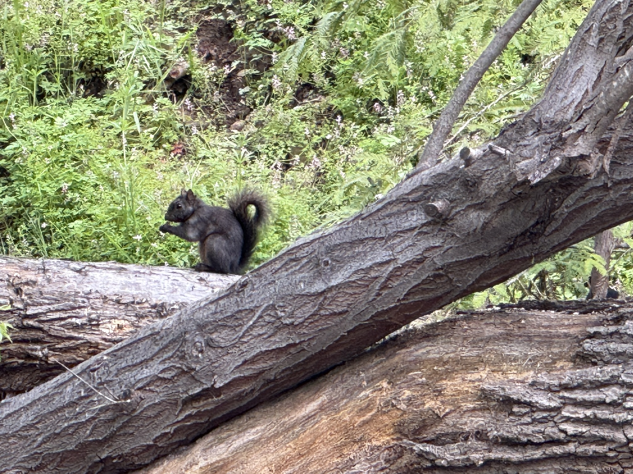 Los Alamitos Creek Trail South