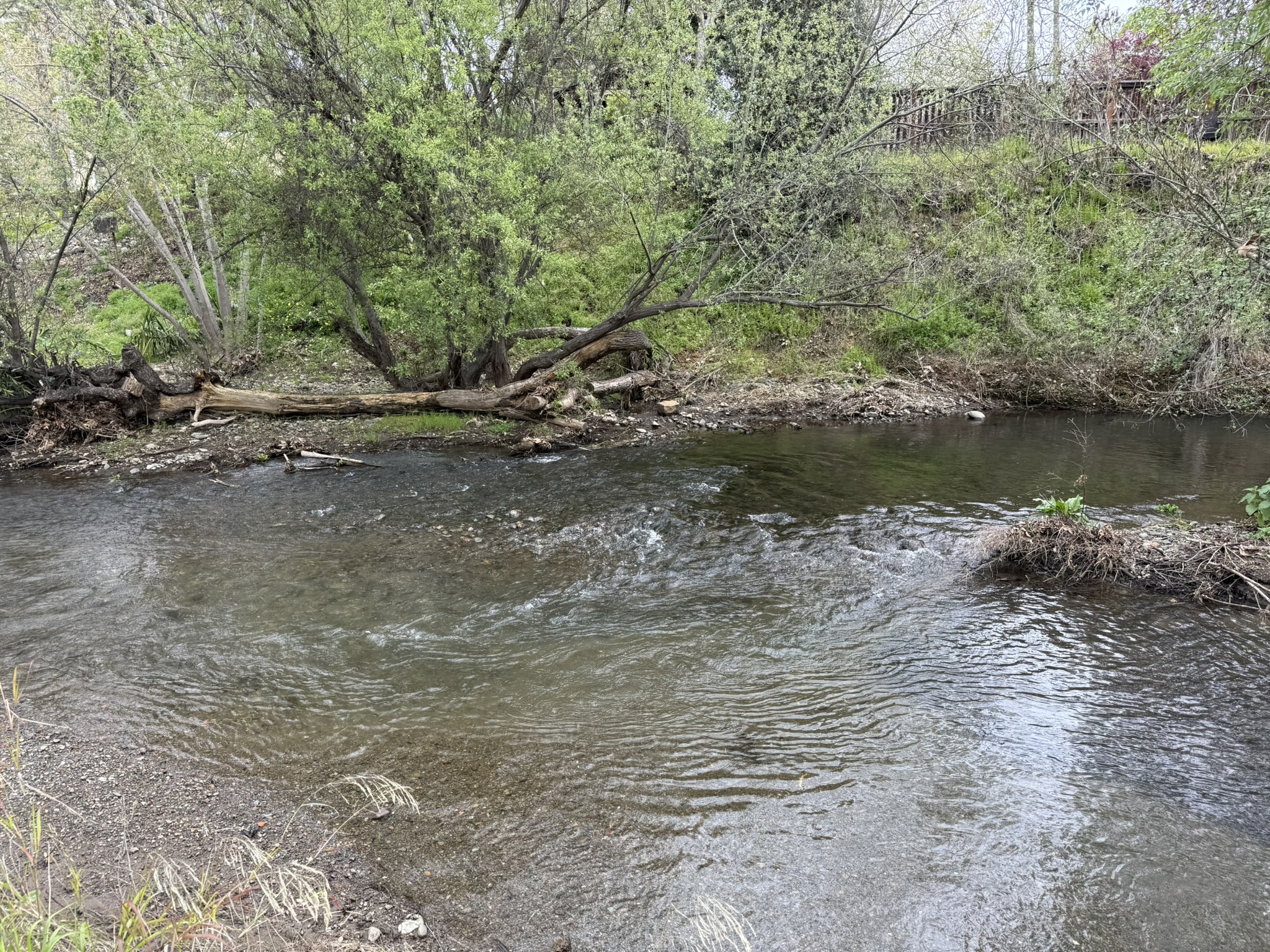 Los Alamitos Creek Trail South