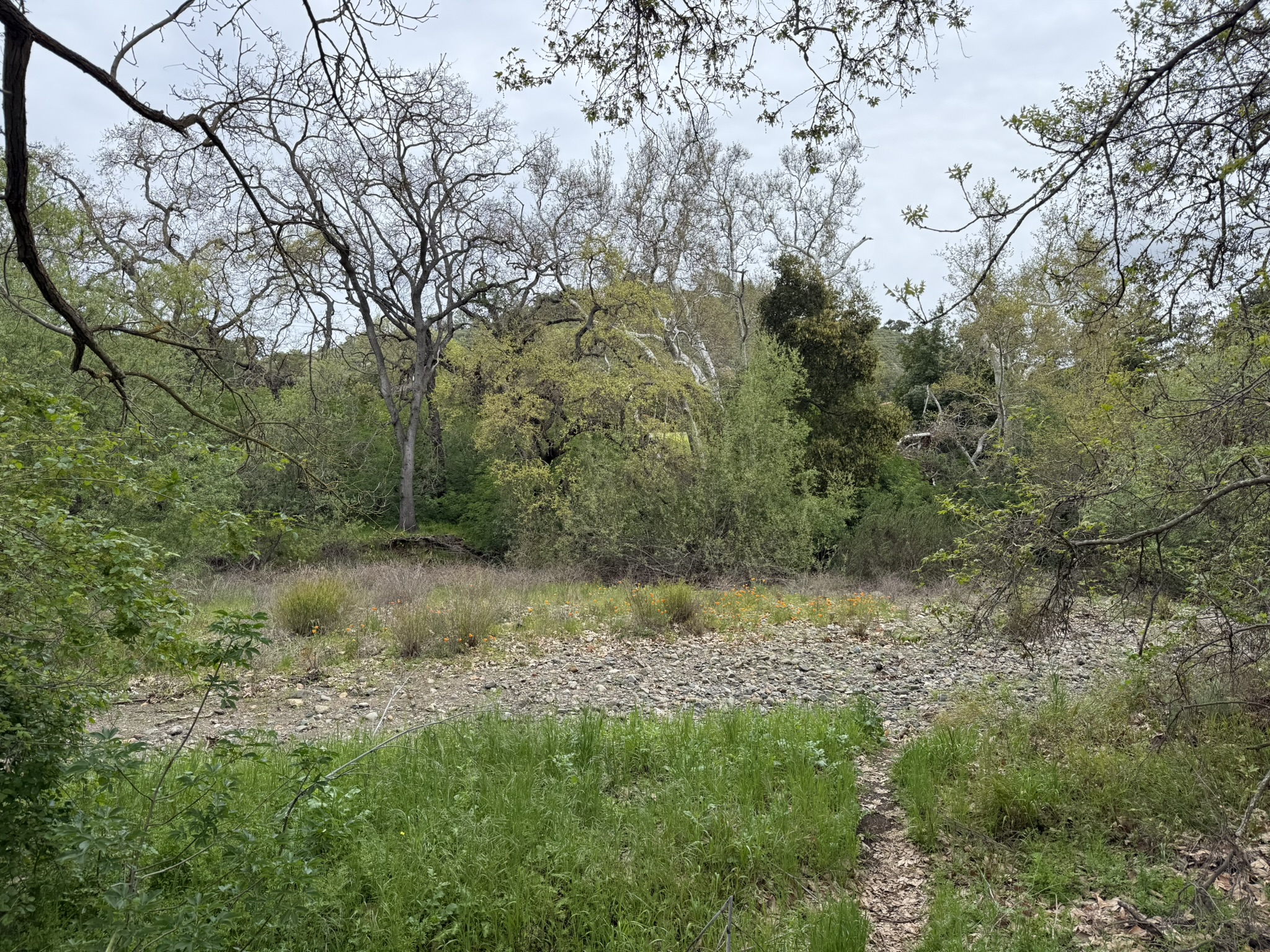 Los Alamitos Creek Trail South