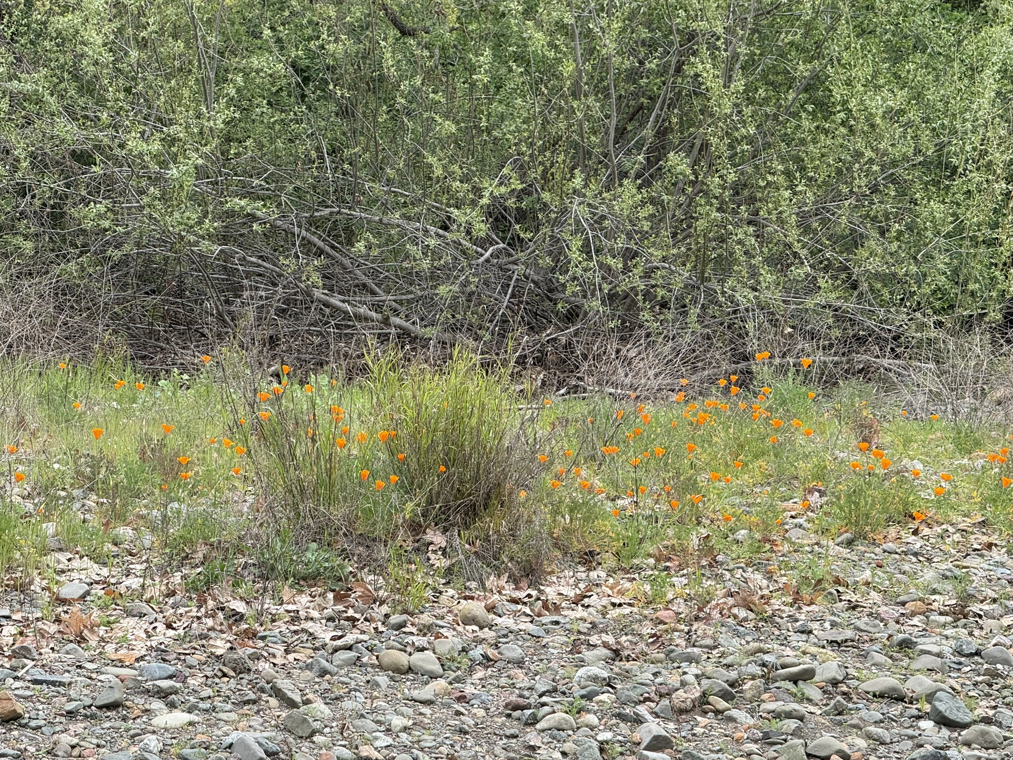 Los Alamitos Creek Trail South