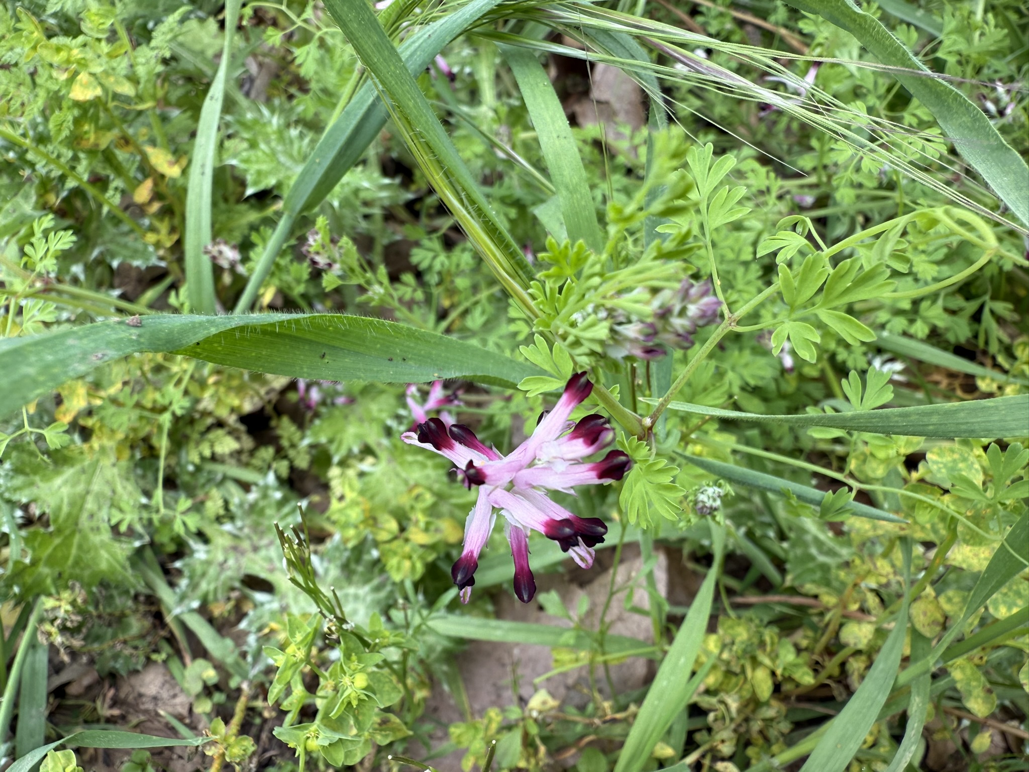 Los Alamitos Creek Trail South