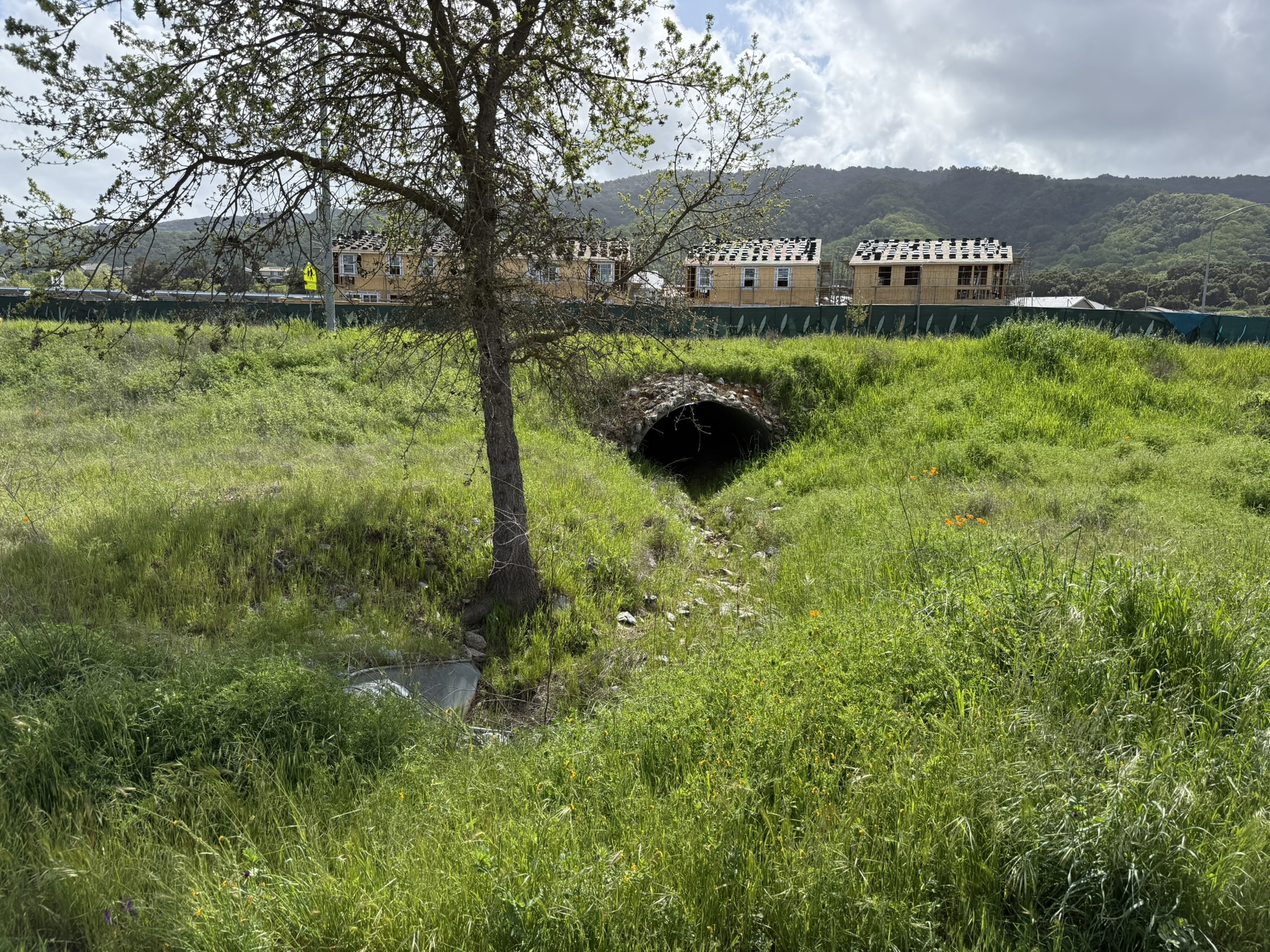 Debell Uvas Creek Preserve