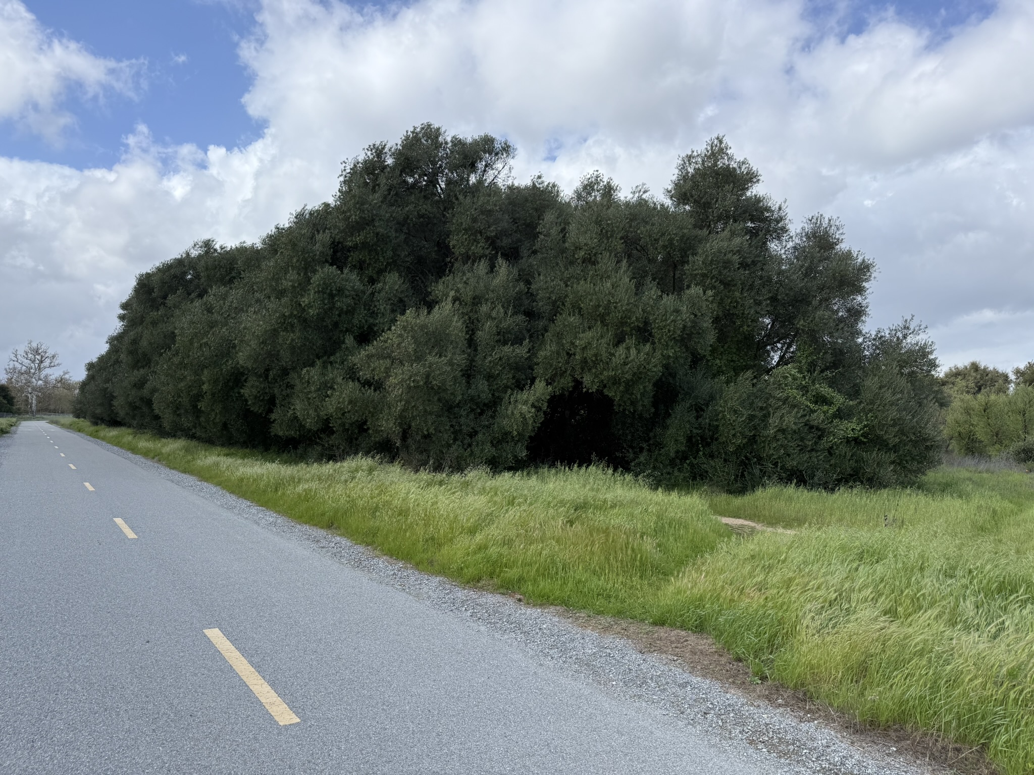 Debell Uvas Creek Preserve