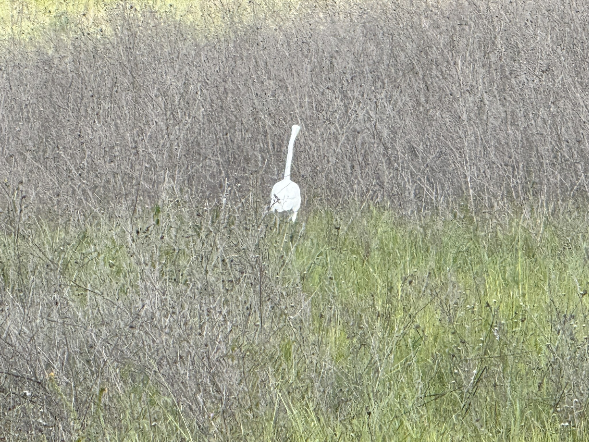 Debell Uvas Creek Preserve