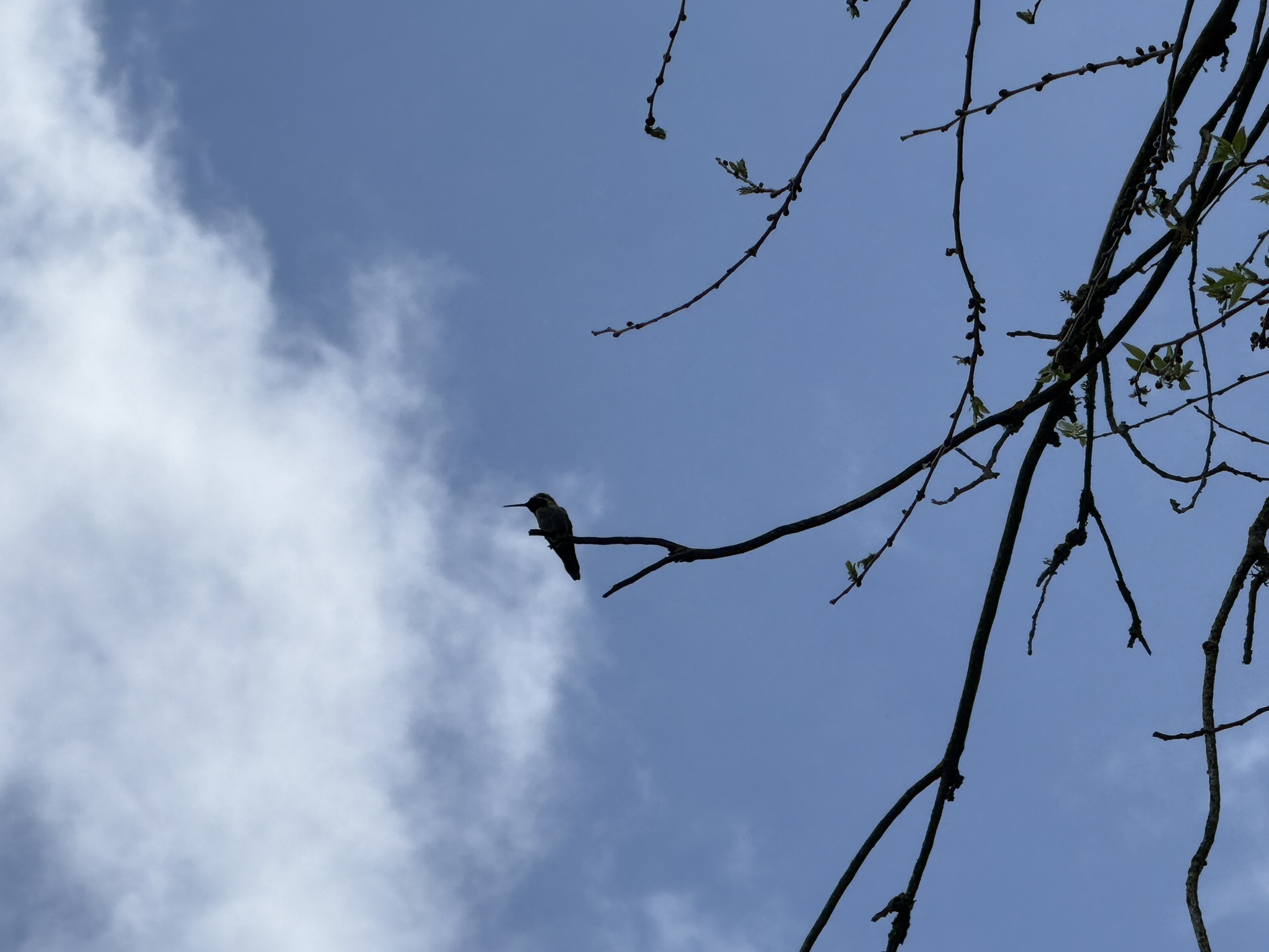 Debell Uvas Creek Preserve