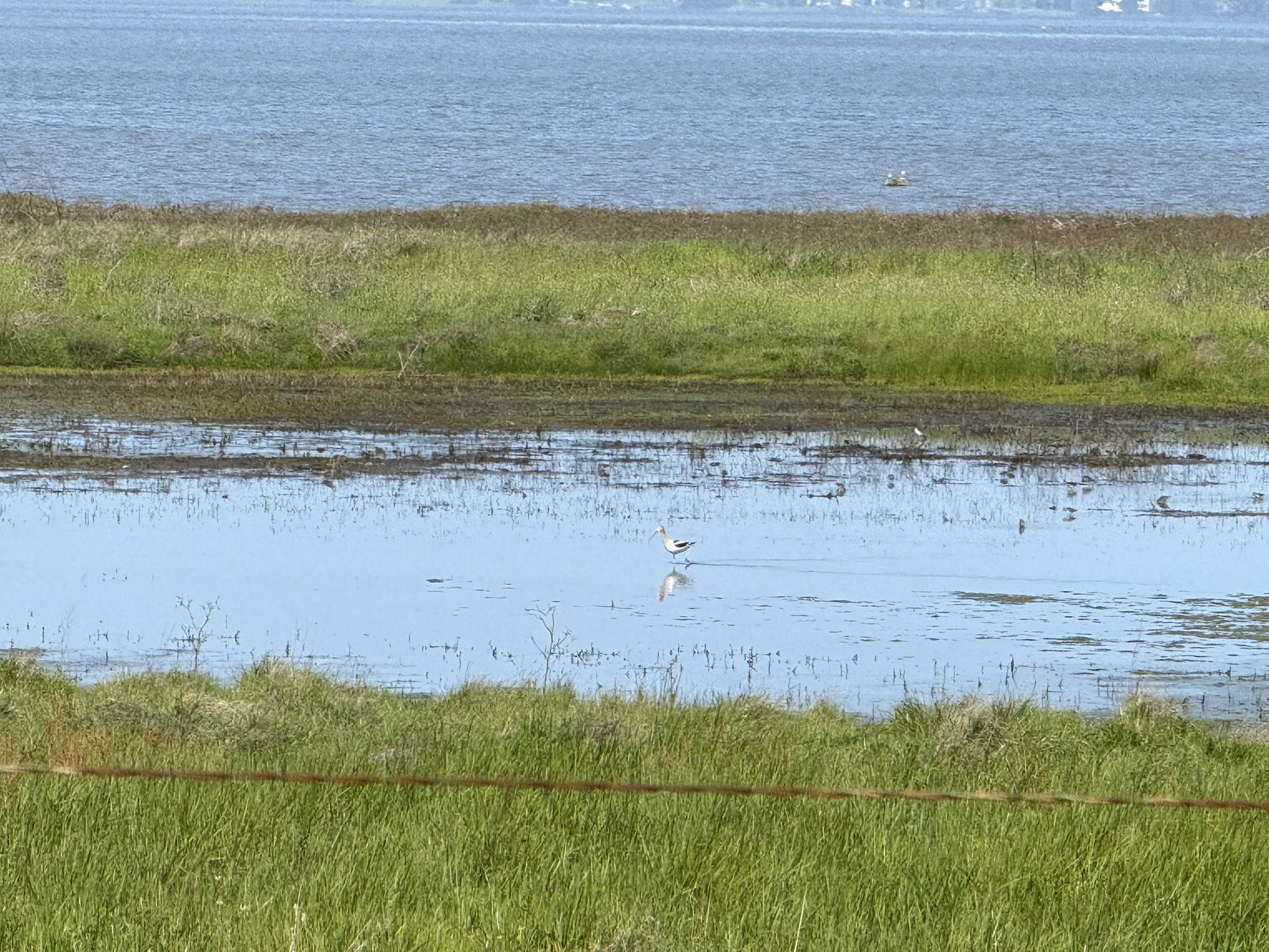 Point Pinole Regional Shoreline