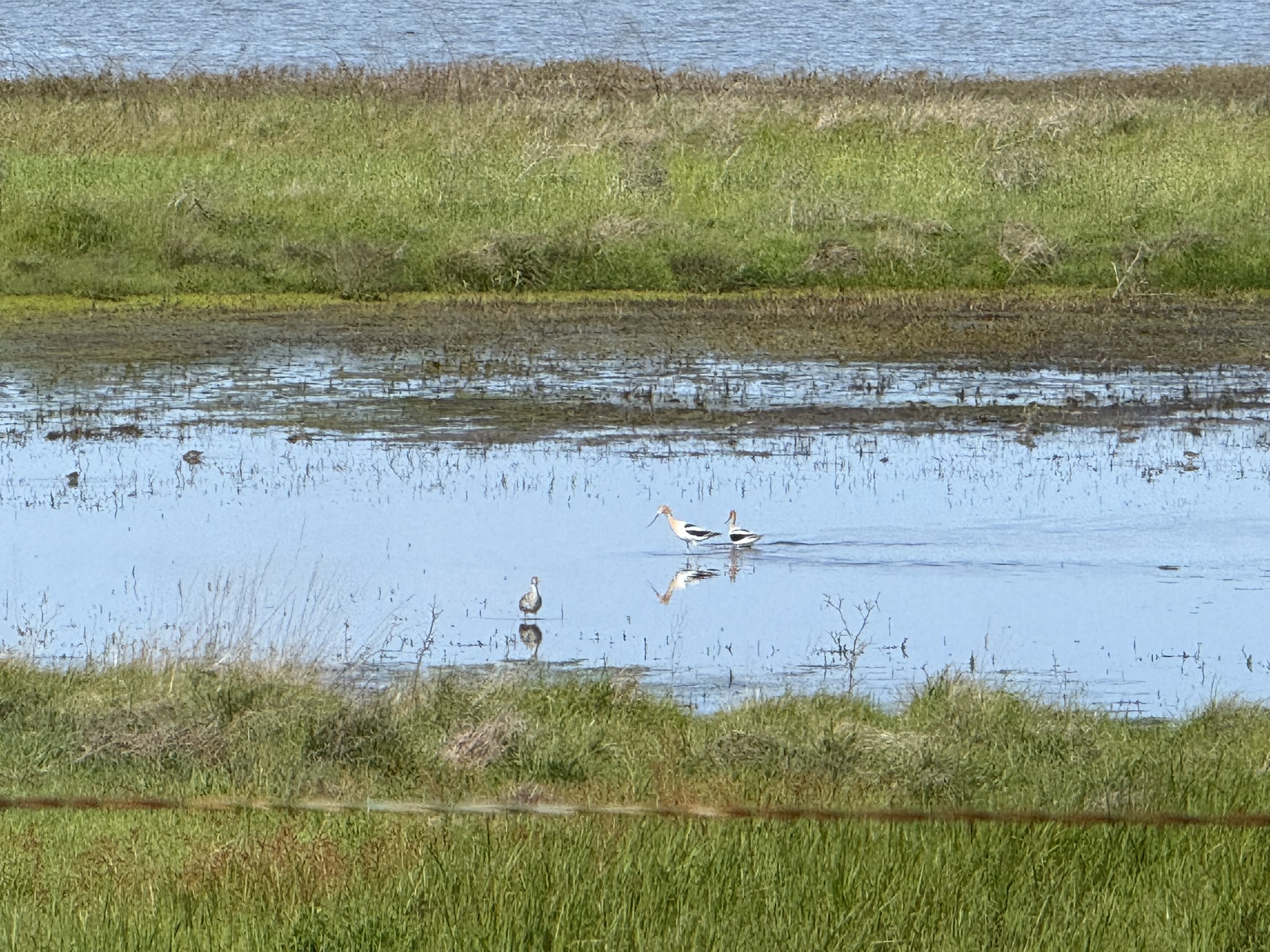 Point Pinole Regional Shoreline