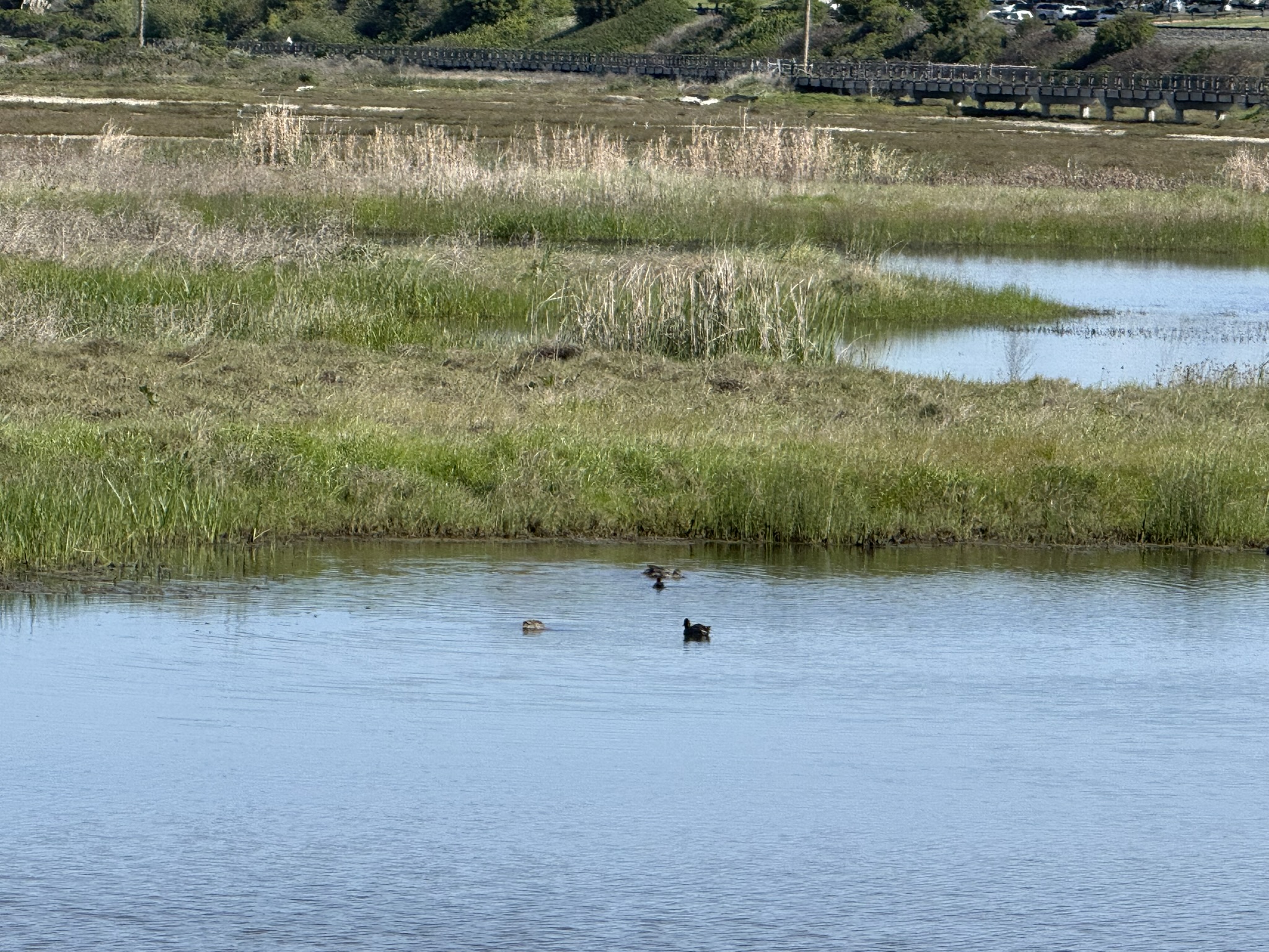 Point Pinole Regional Shoreline