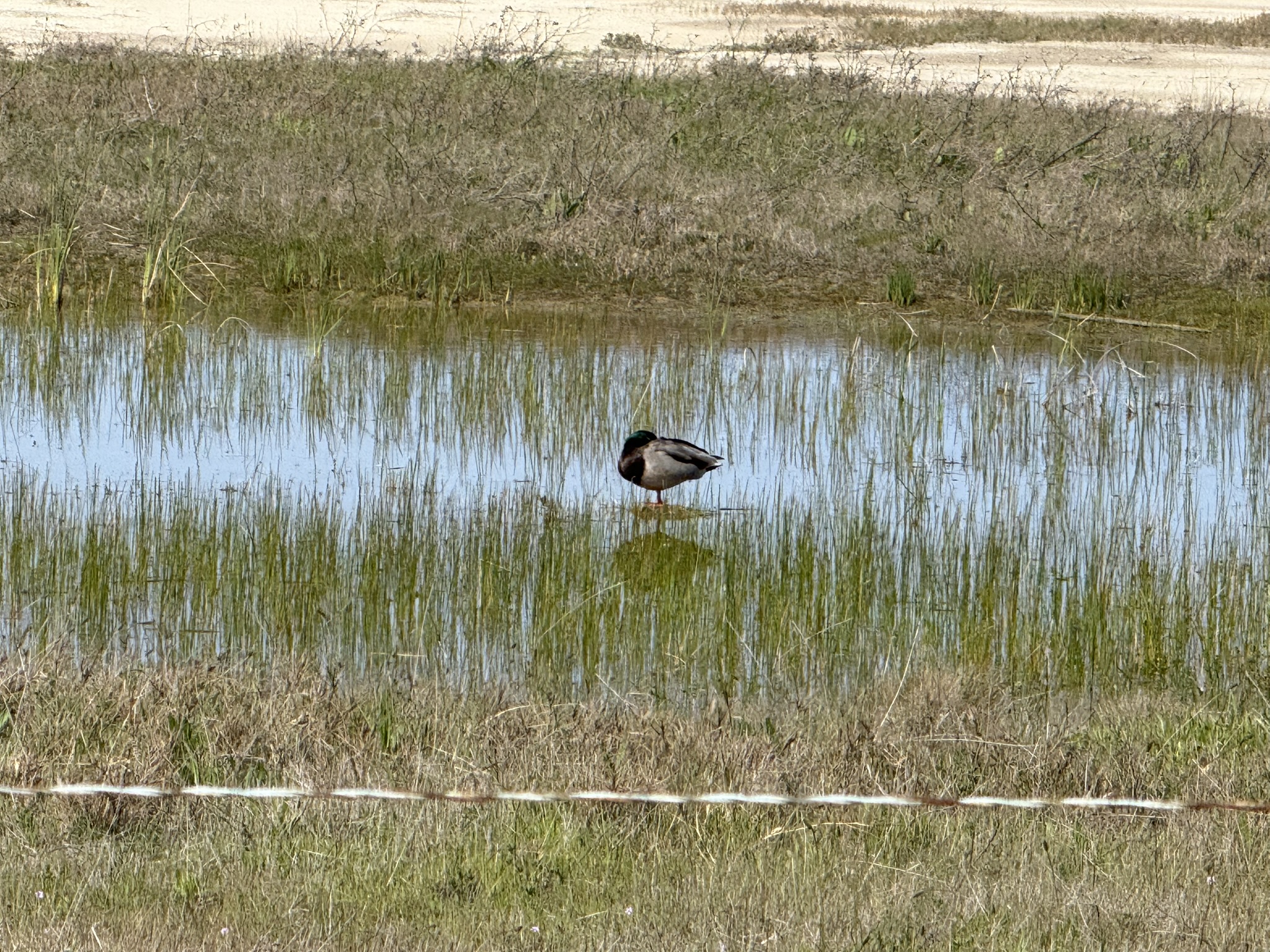 Point Pinole Regional Shoreline