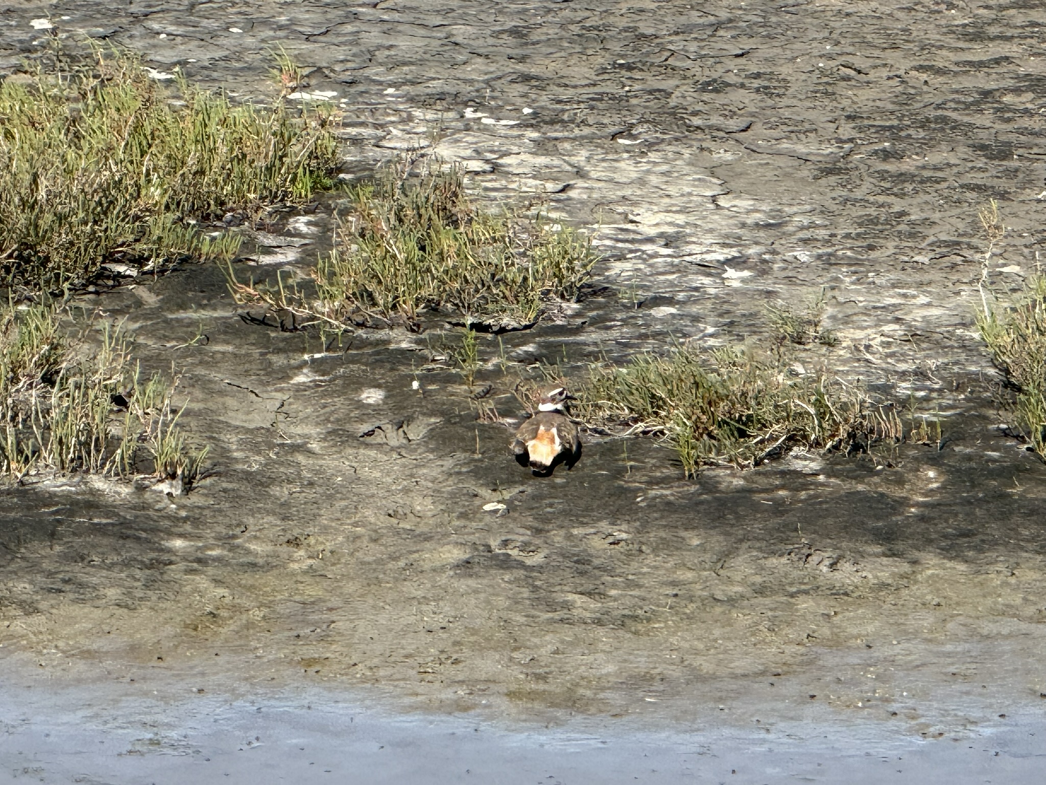 Point Pinole Regional Shoreline