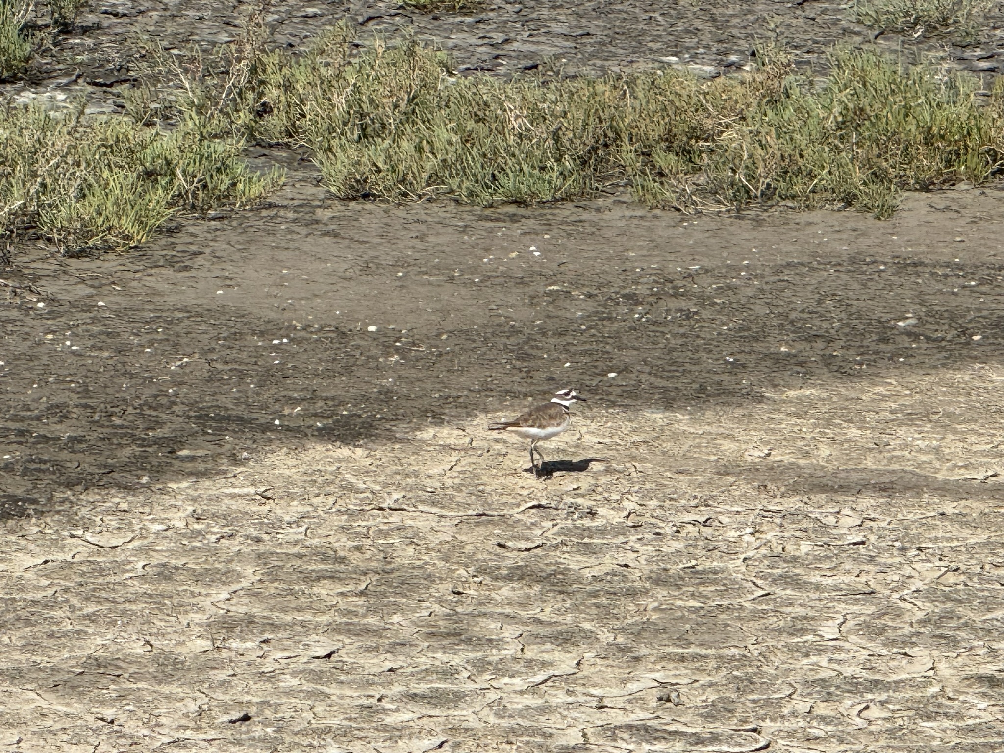 Point Pinole Regional Shoreline