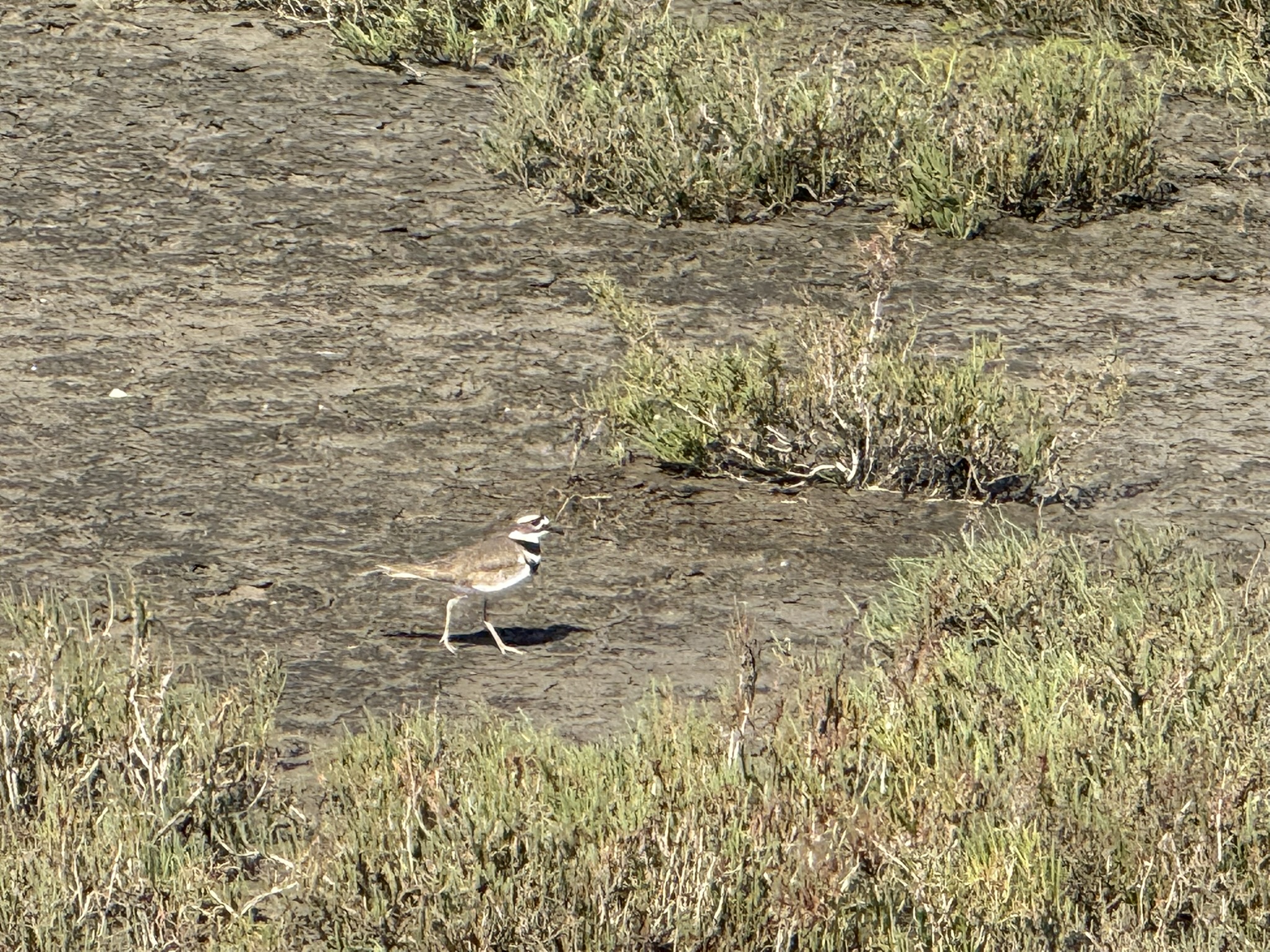 Point Pinole Regional Shoreline