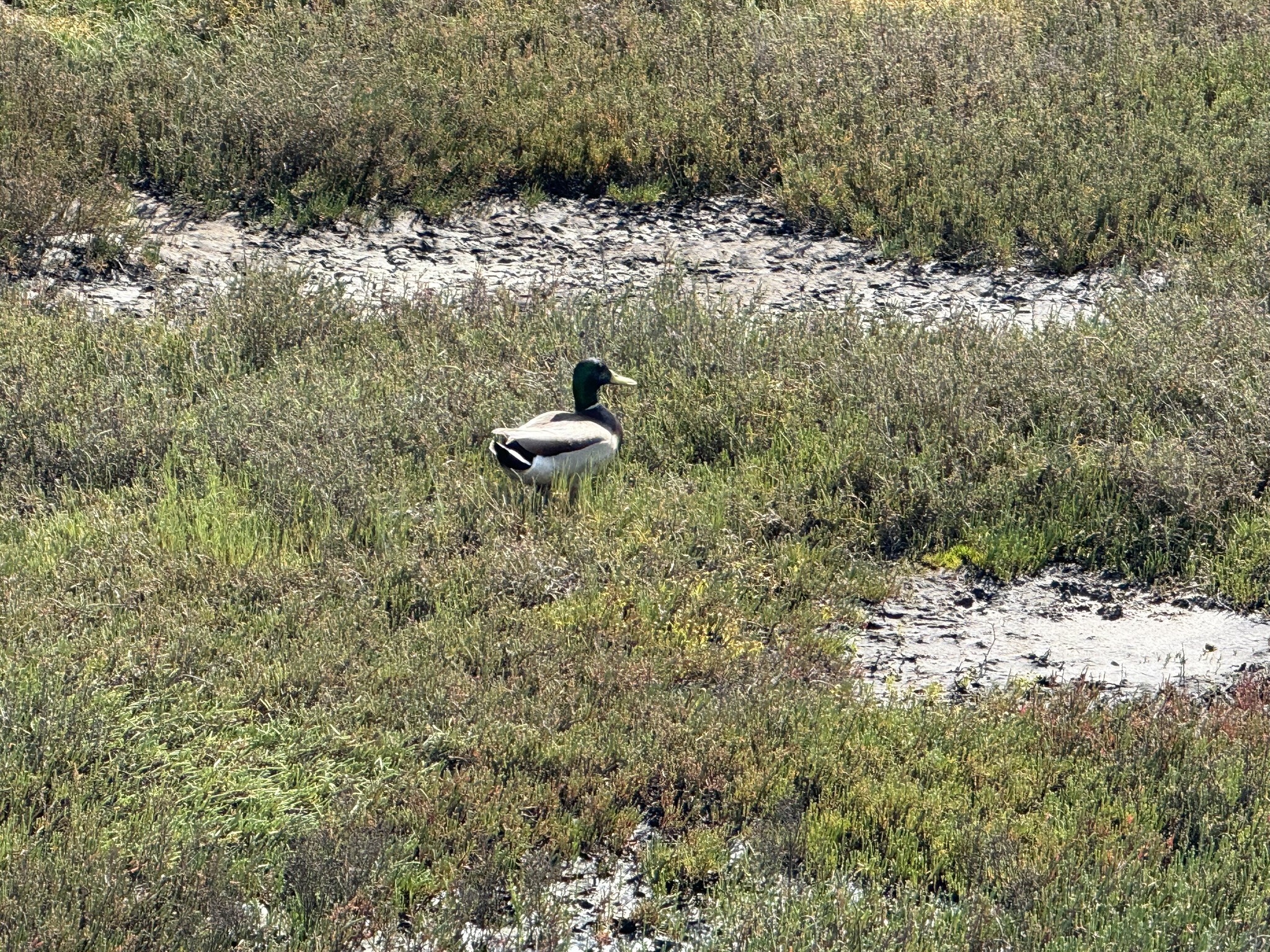 Point Pinole Regional Shoreline
