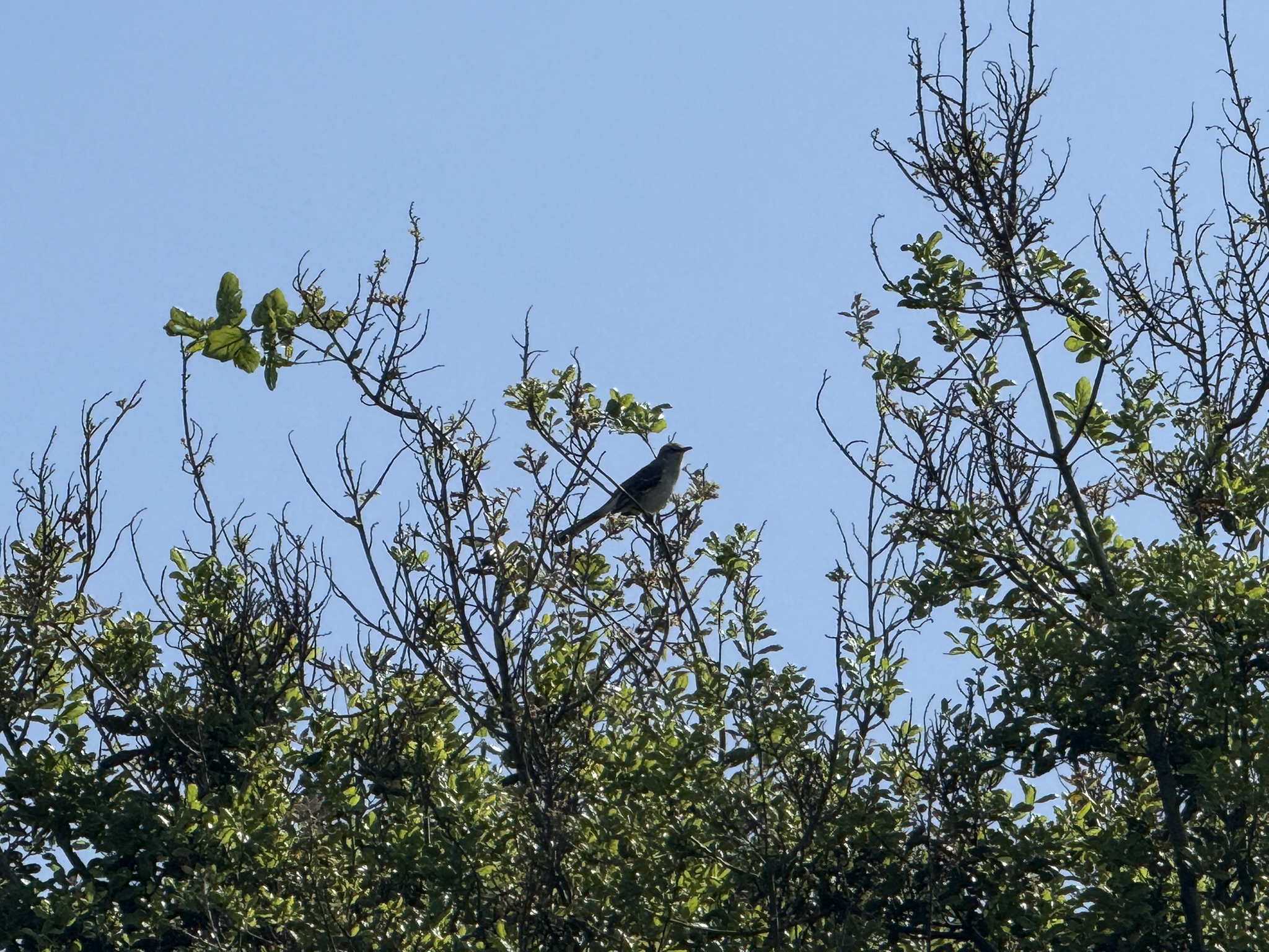 Point Pinole Regional Shoreline