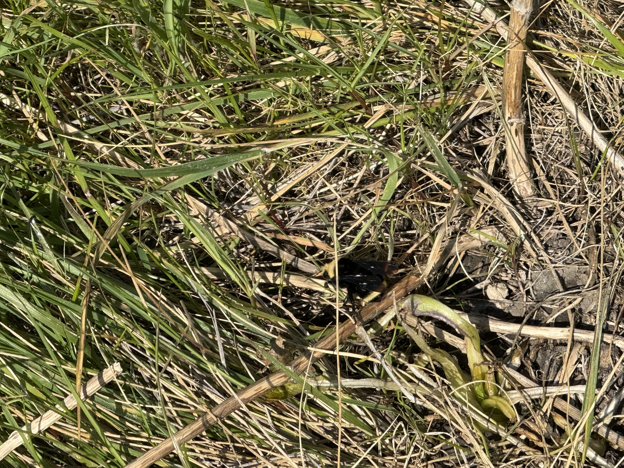 Point Pinole Regional Shoreline