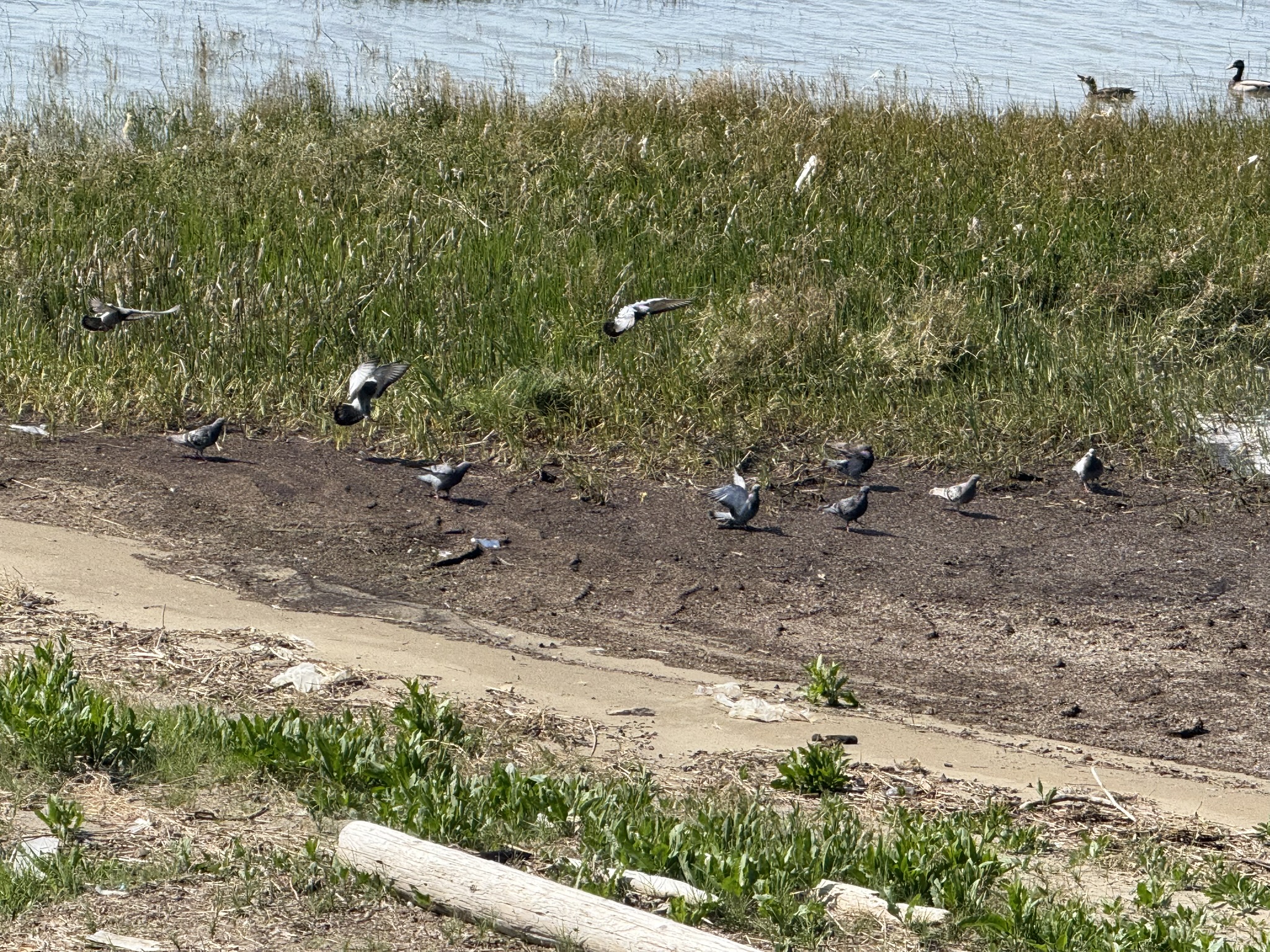 Point Pinole Regional Shoreline