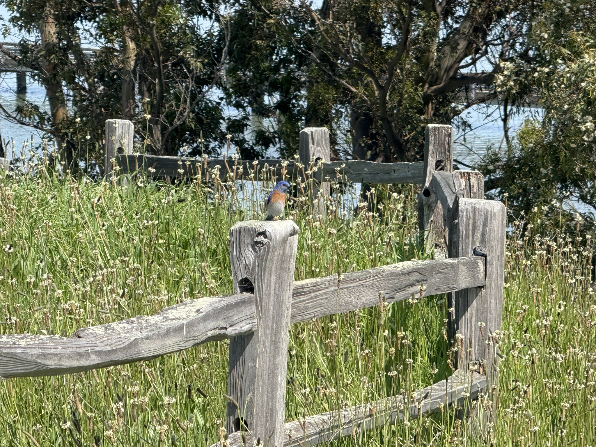 Point Pinole Regional Shoreline