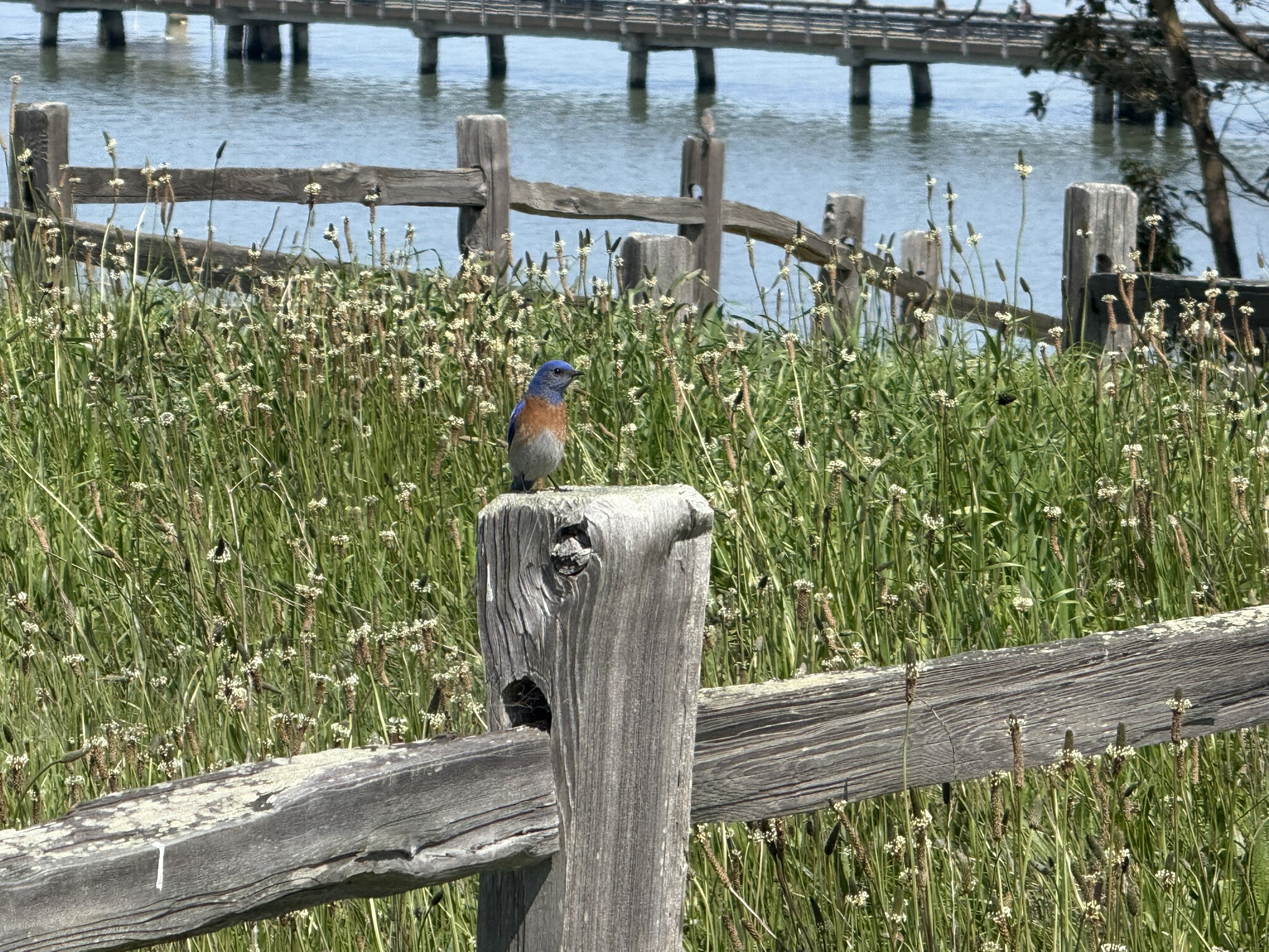 Point Pinole Regional Shoreline