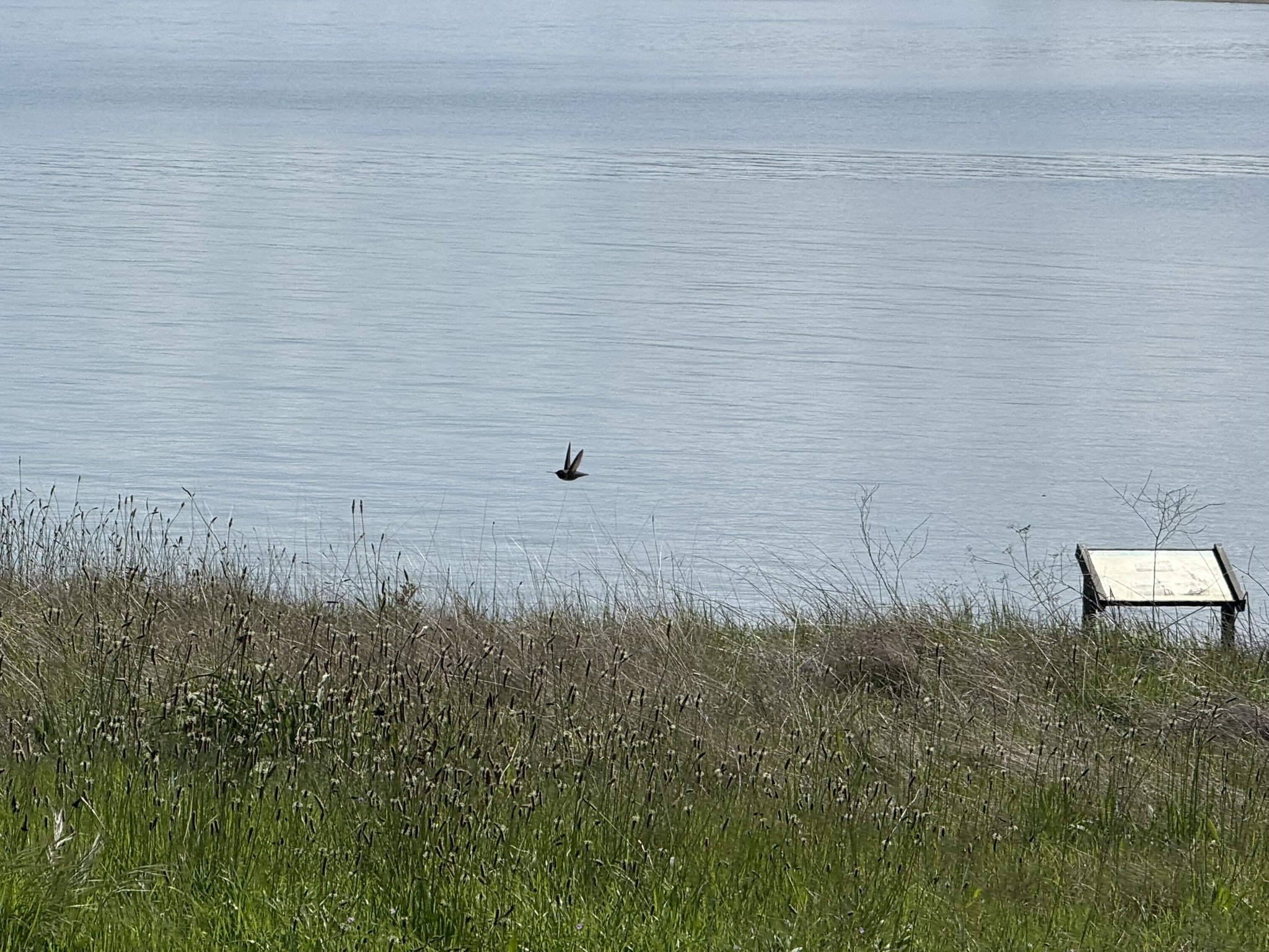 Point Pinole Regional Shoreline