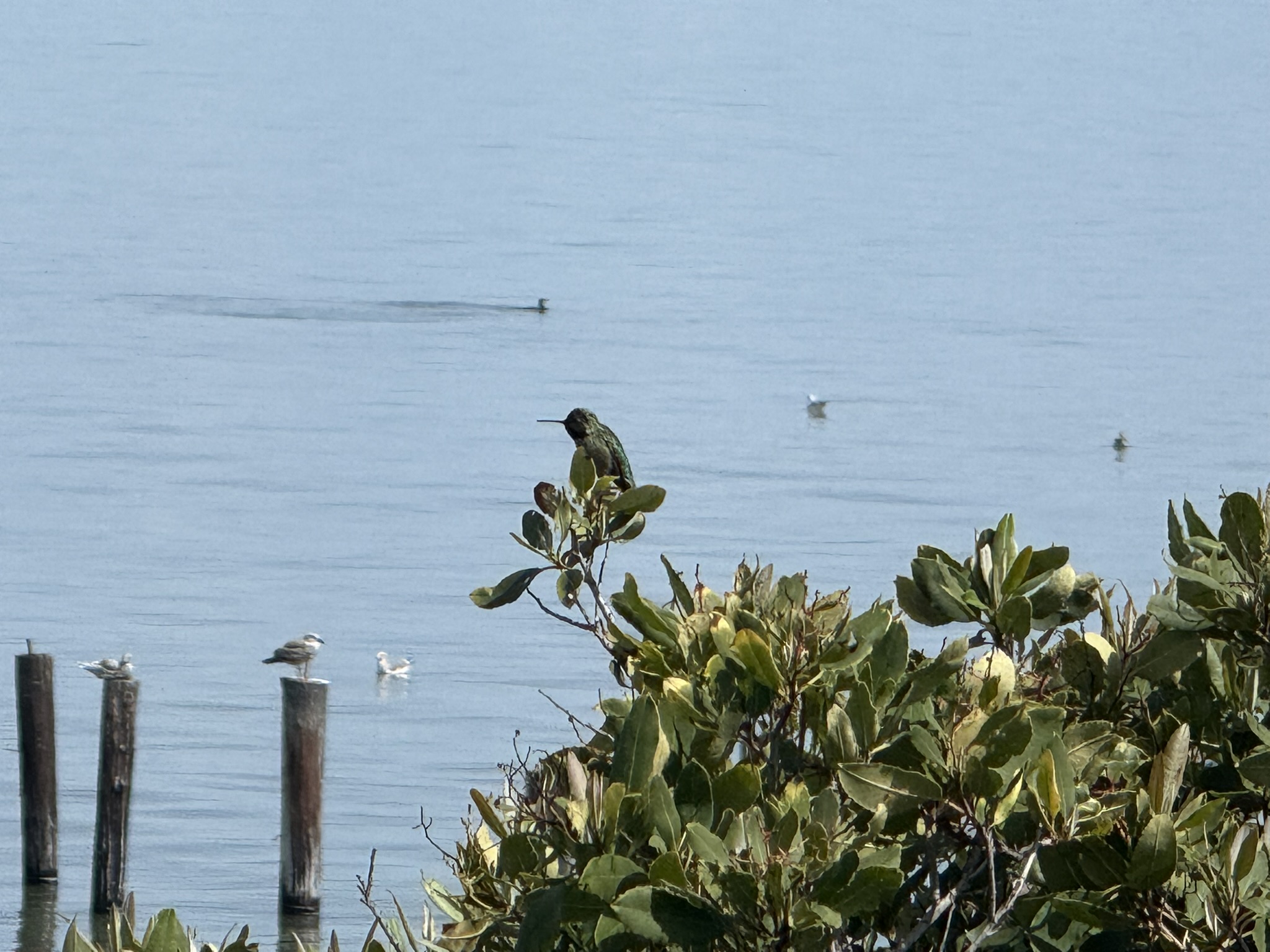 Point Pinole Regional Shoreline