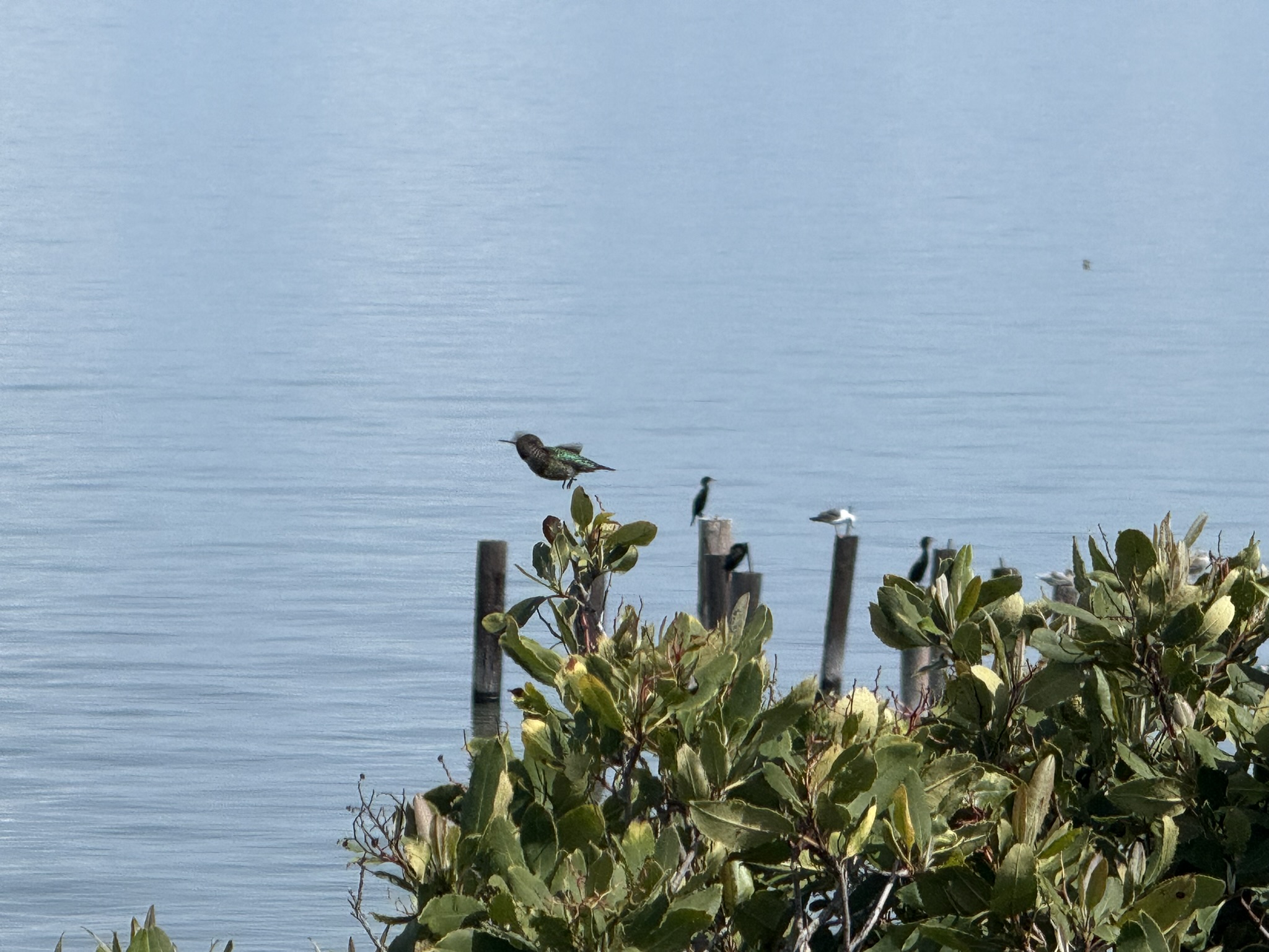 Point Pinole Regional Shoreline