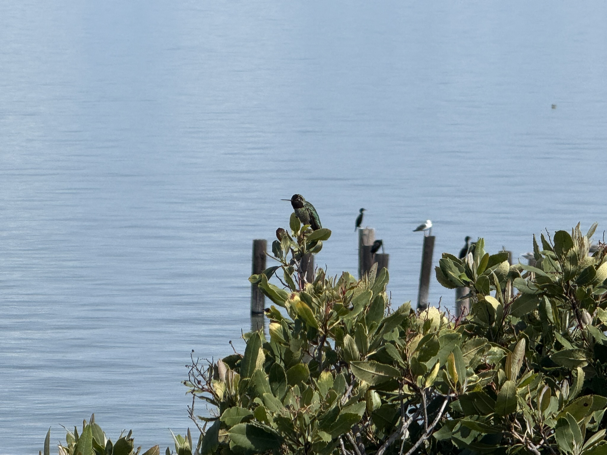 Point Pinole Regional Shoreline