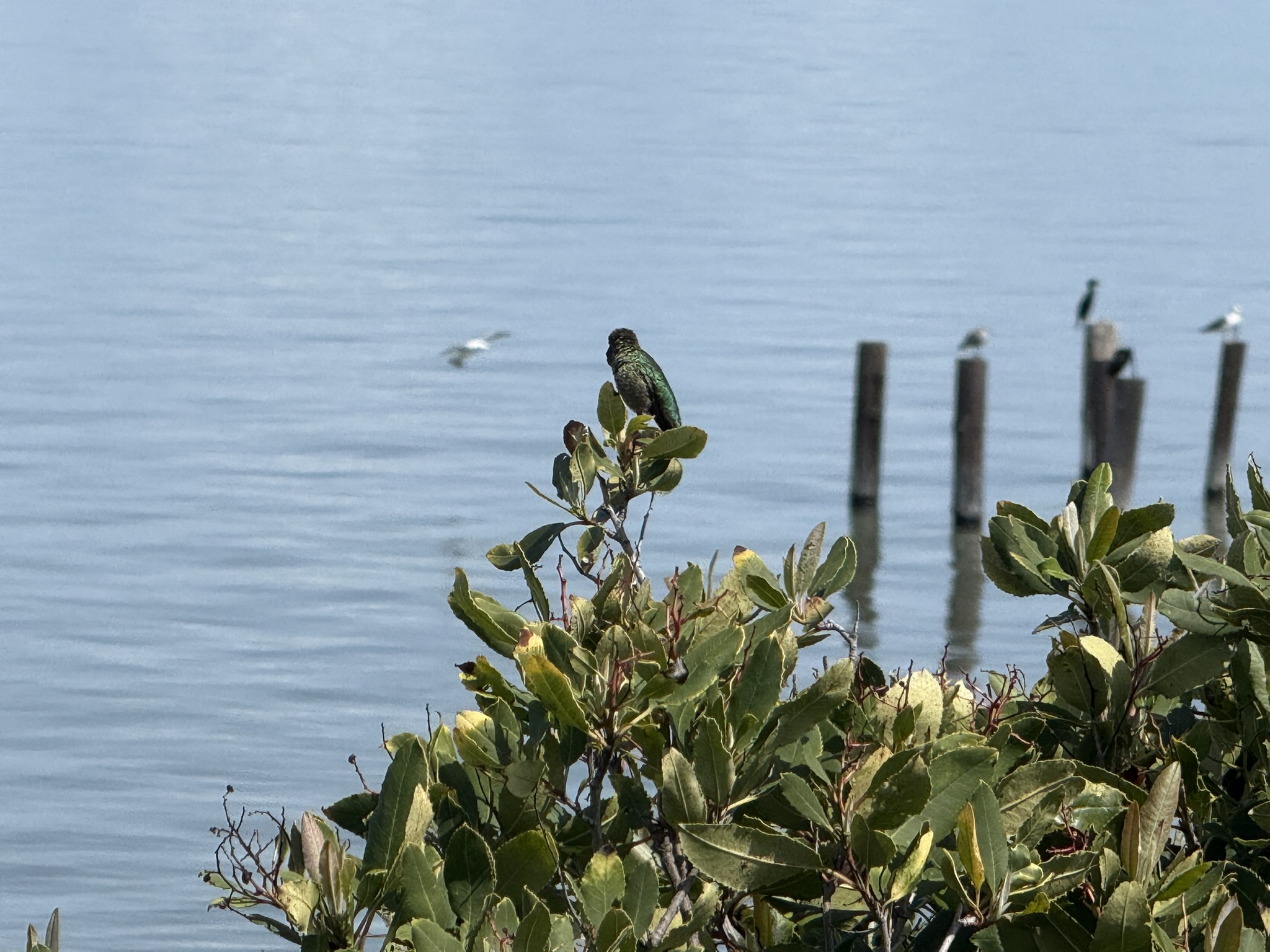 Point Pinole Regional Shoreline