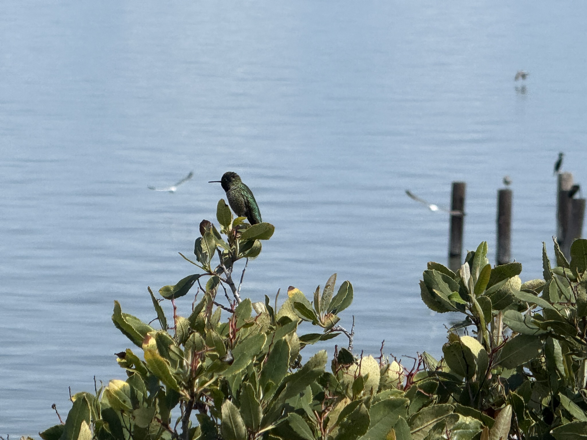 Point Pinole Regional Shoreline