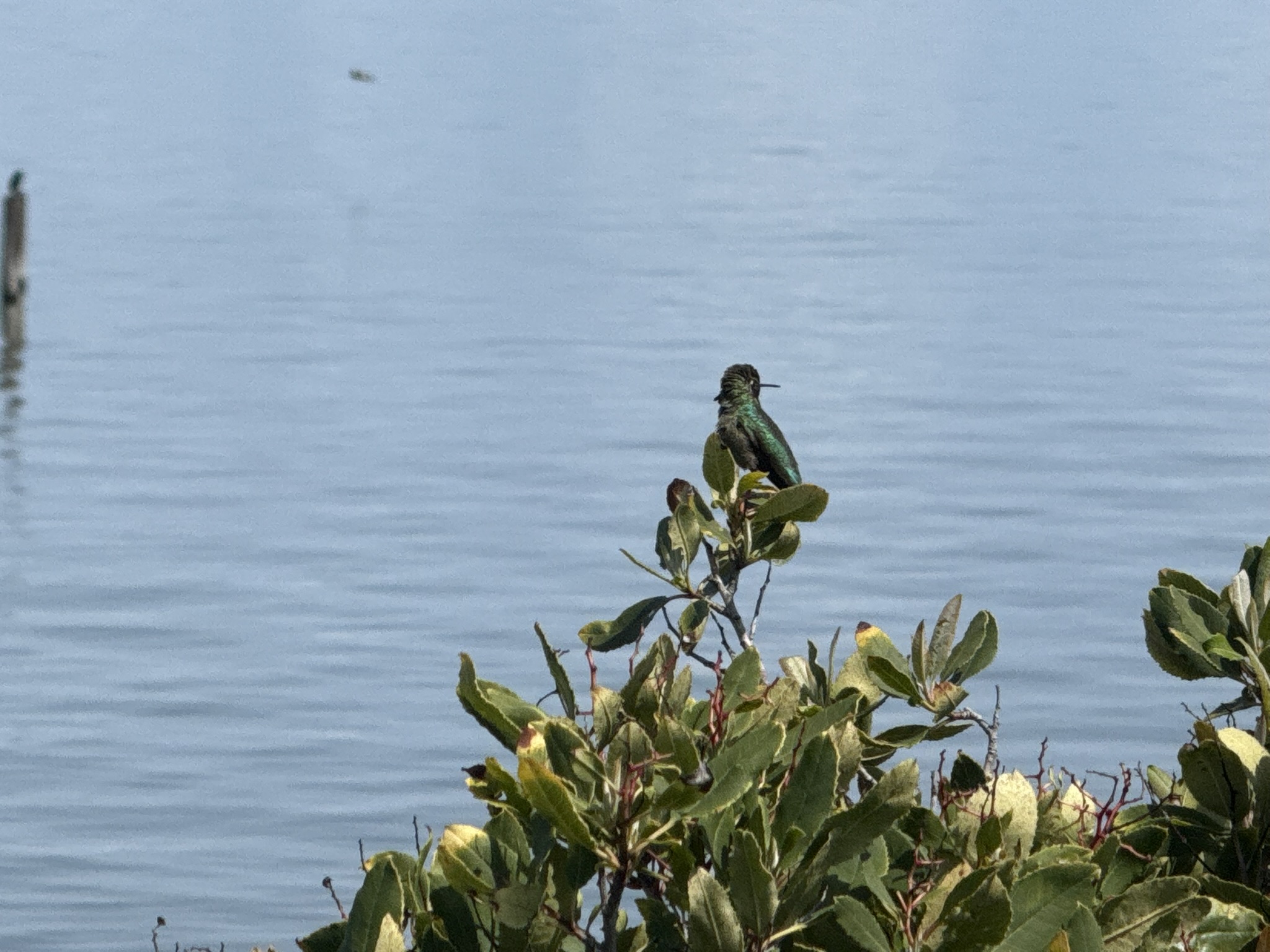 Point Pinole Regional Shoreline