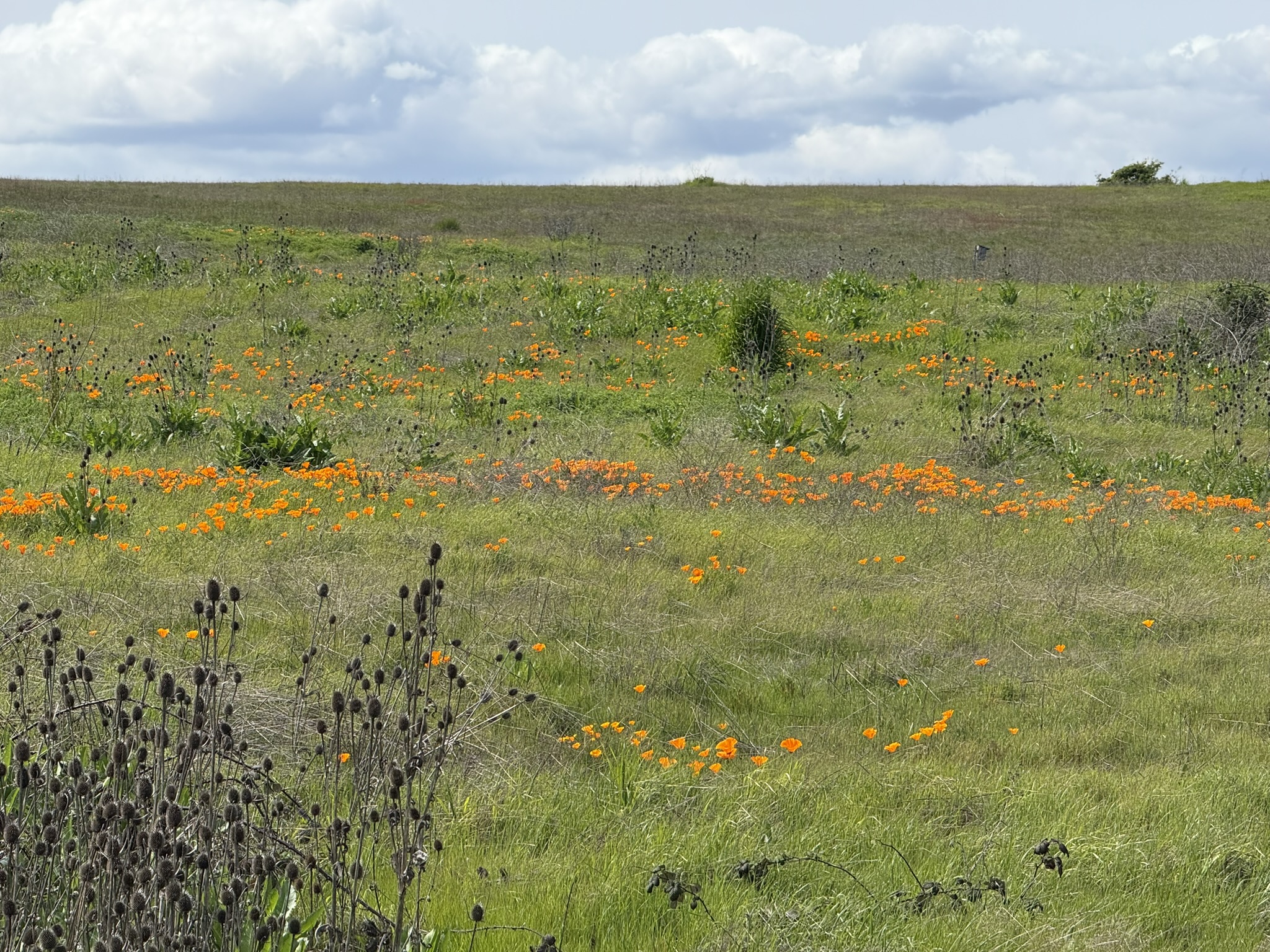 Point Pinole Regional Shoreline