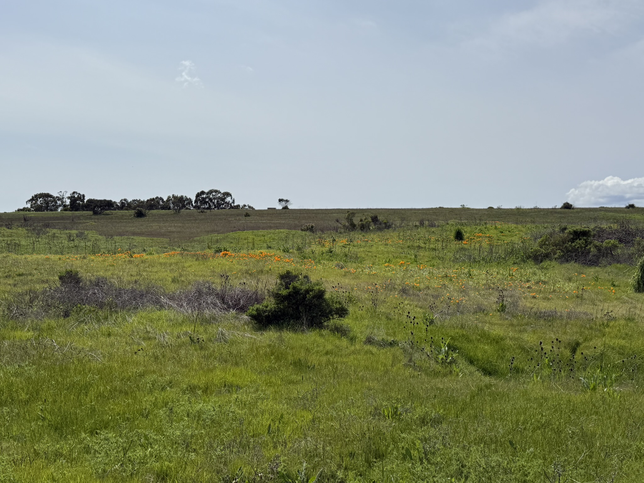 Point Pinole Regional Shoreline