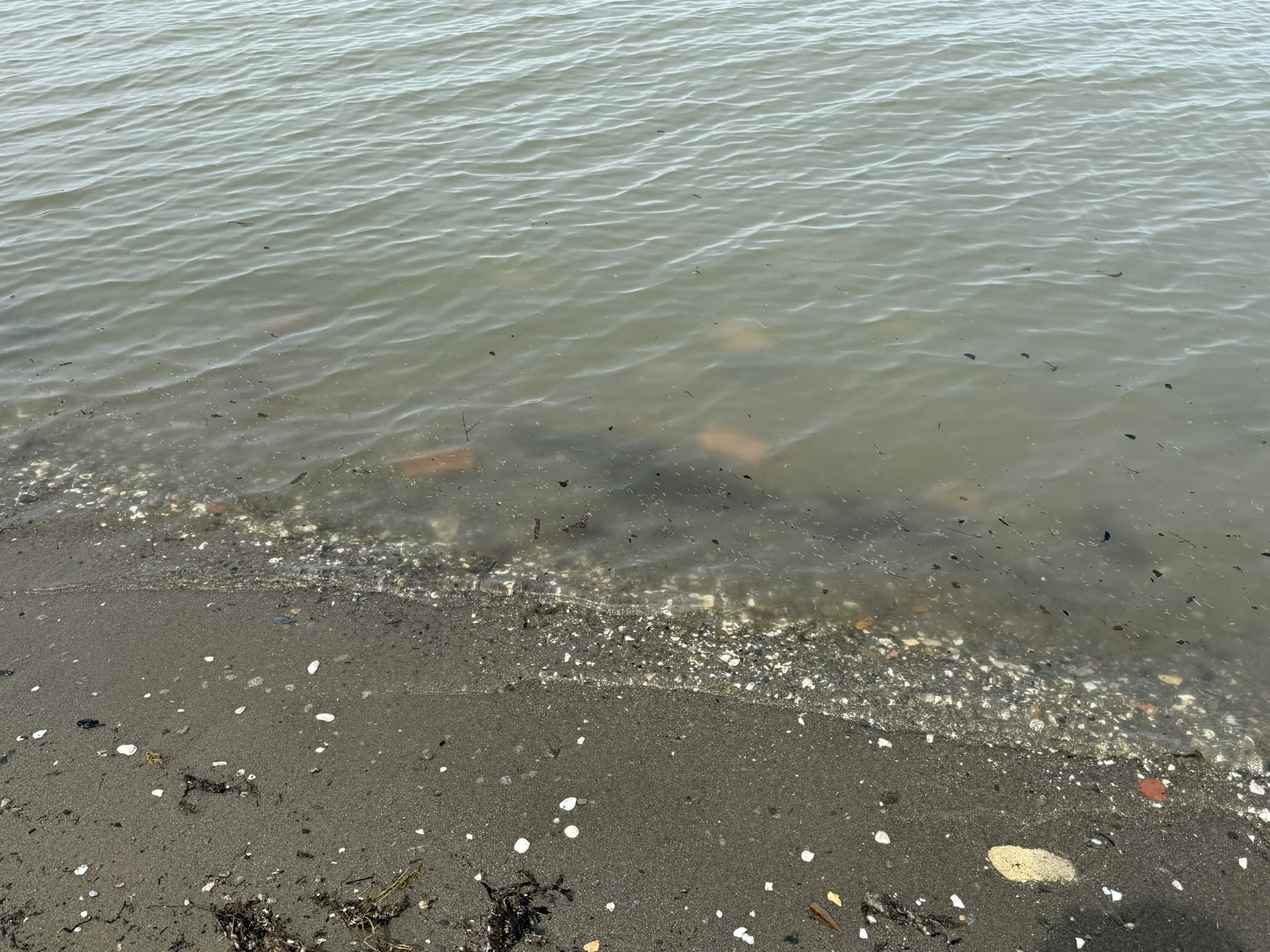 Point Pinole Regional Shoreline